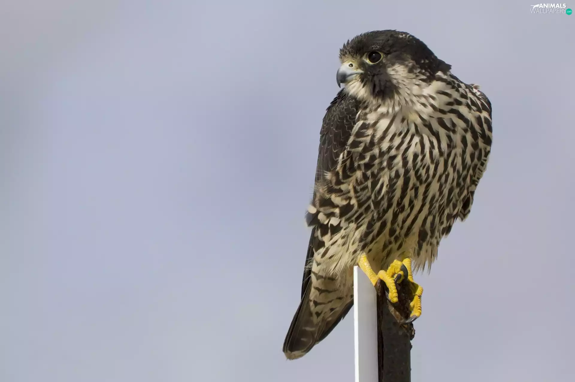 hawk, pigeon-fancier