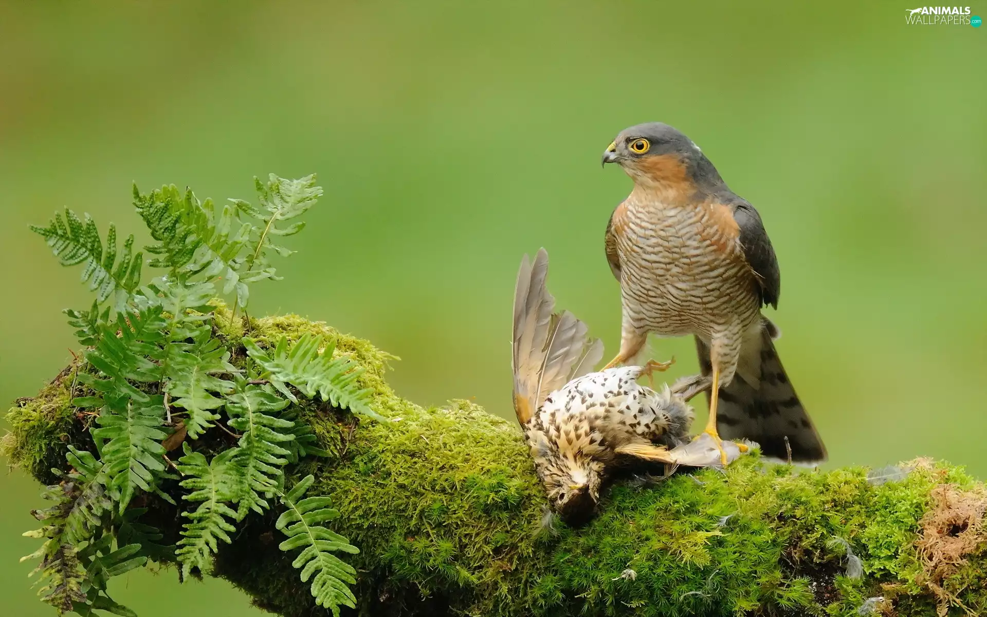 trees, Plants, birds, Hawks, Two cars