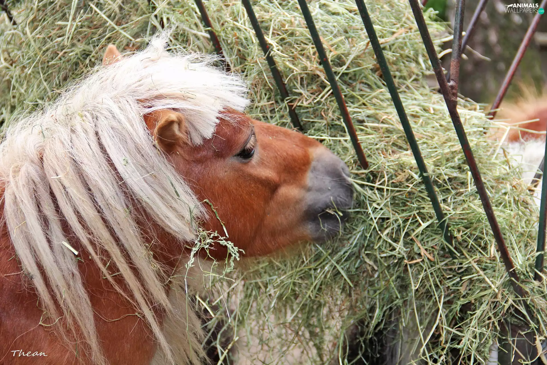 White, mane, polish, hay, sea-horse