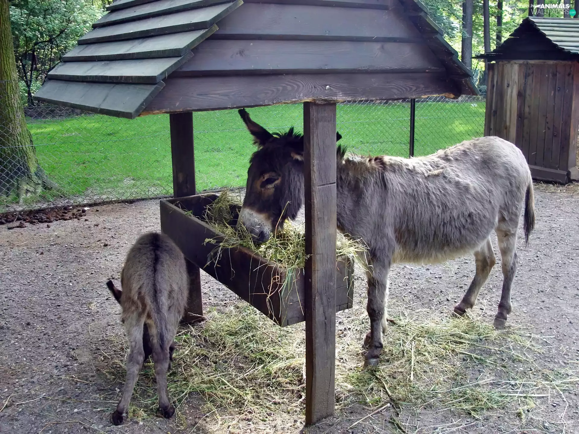 Hay, Donkey, Tray