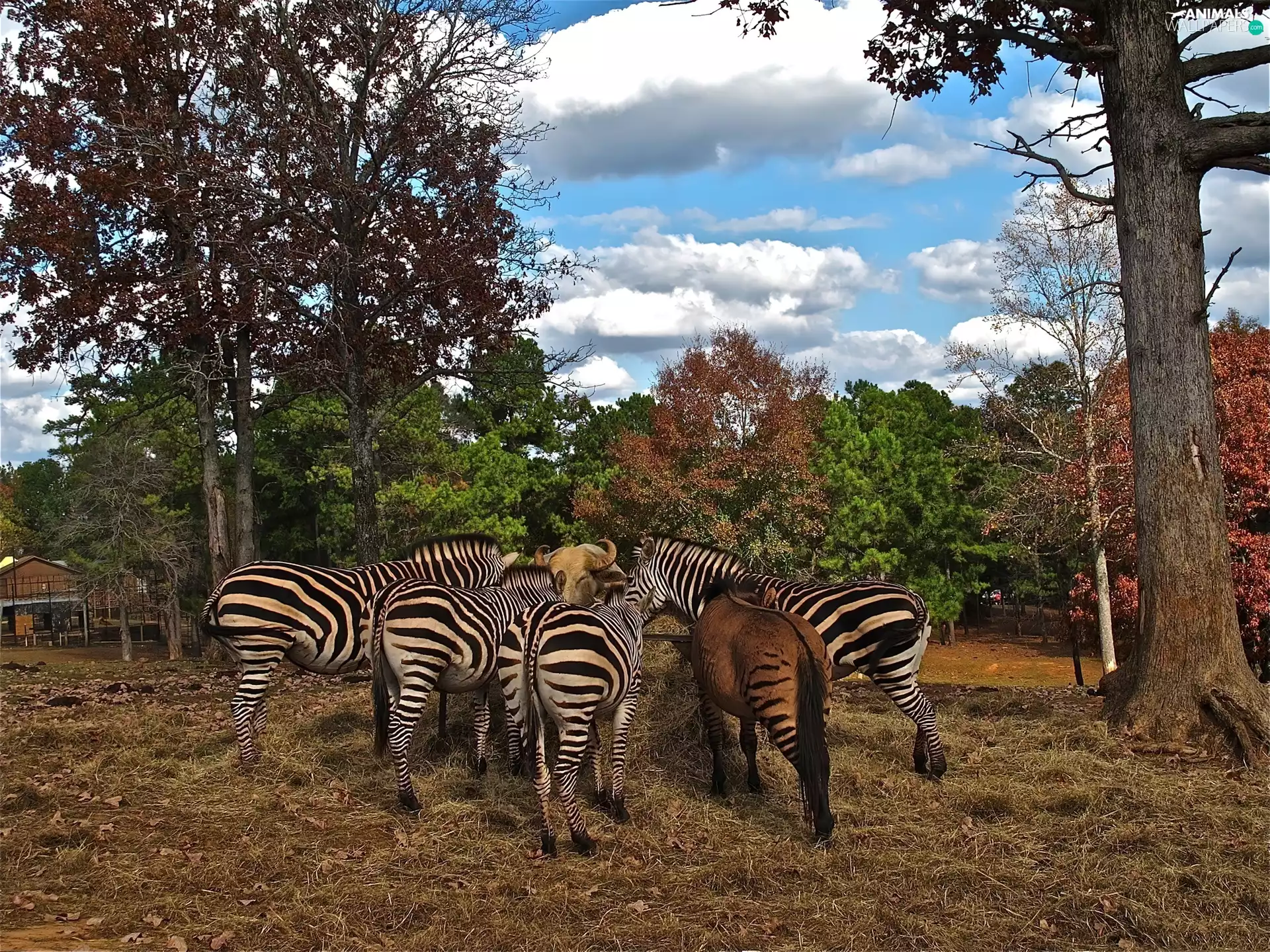 zebra, trees, viewes, Hay