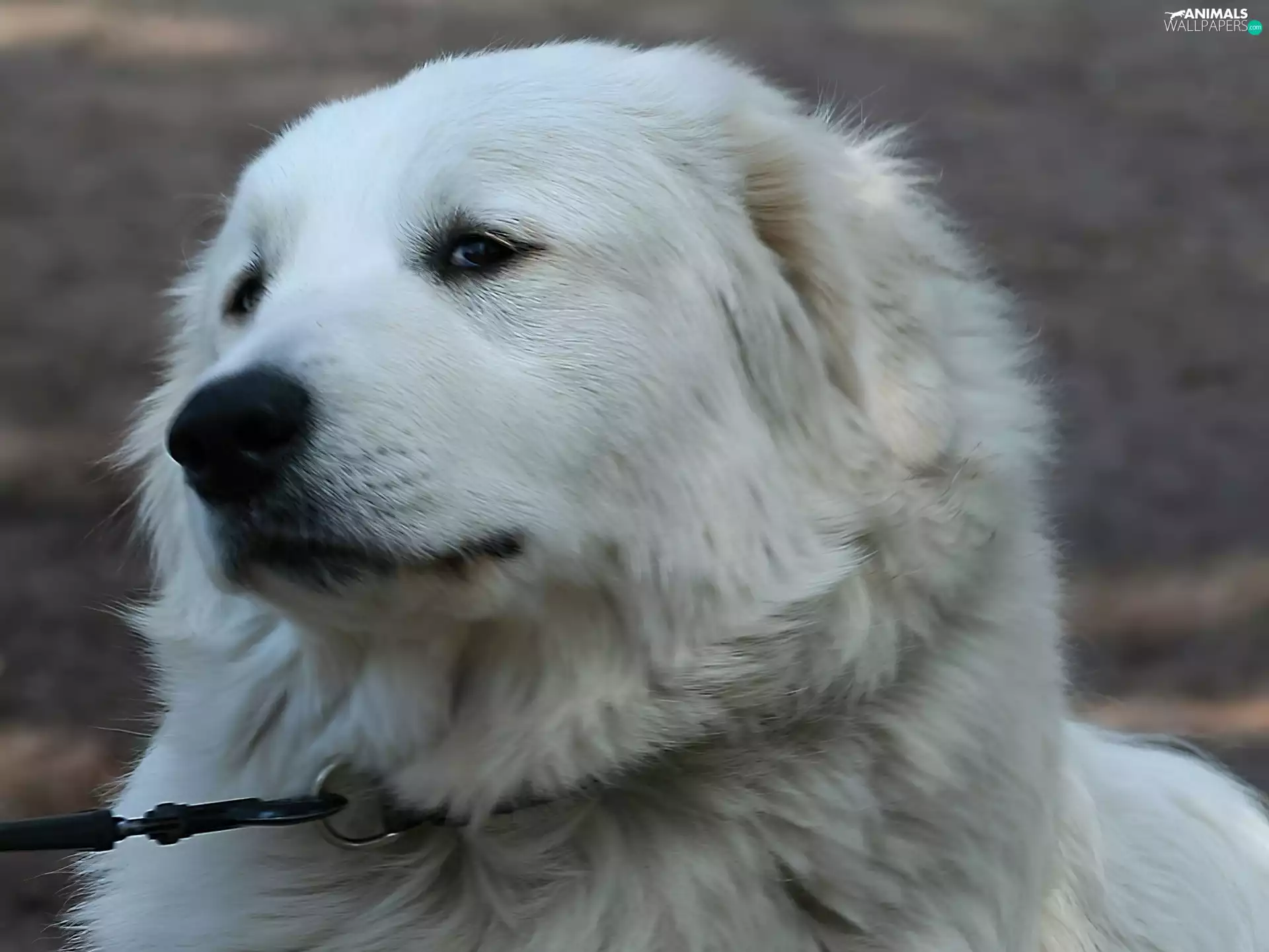 Head, Maremmano-abruzzese