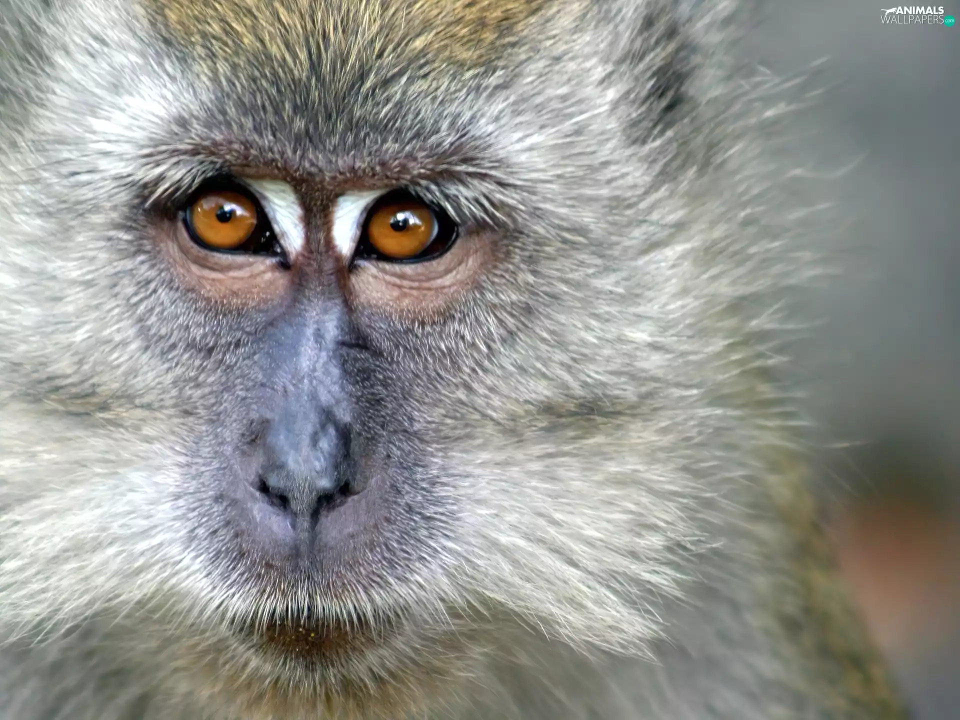 Head, Monkey, baboon