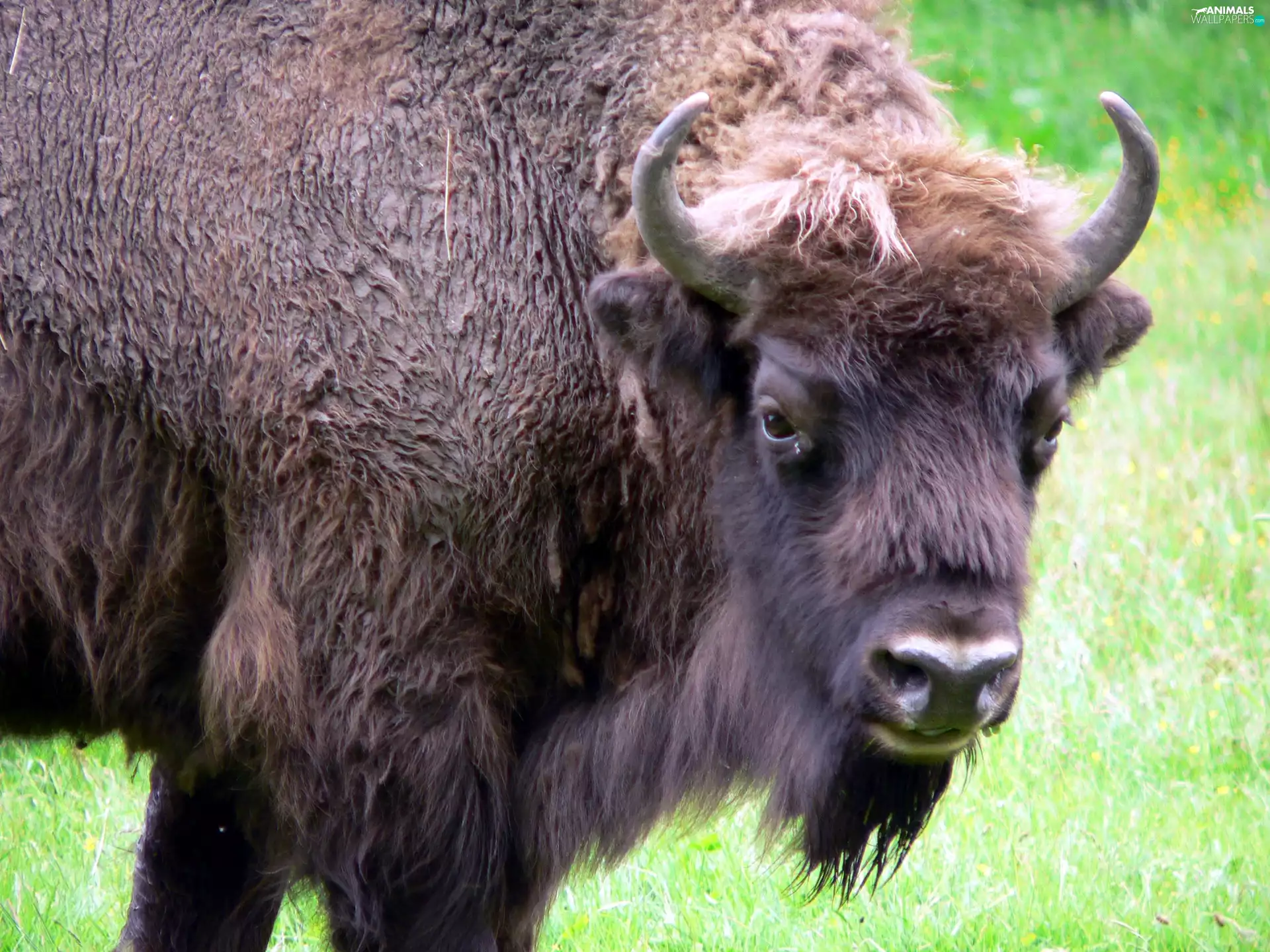 Head, Bison