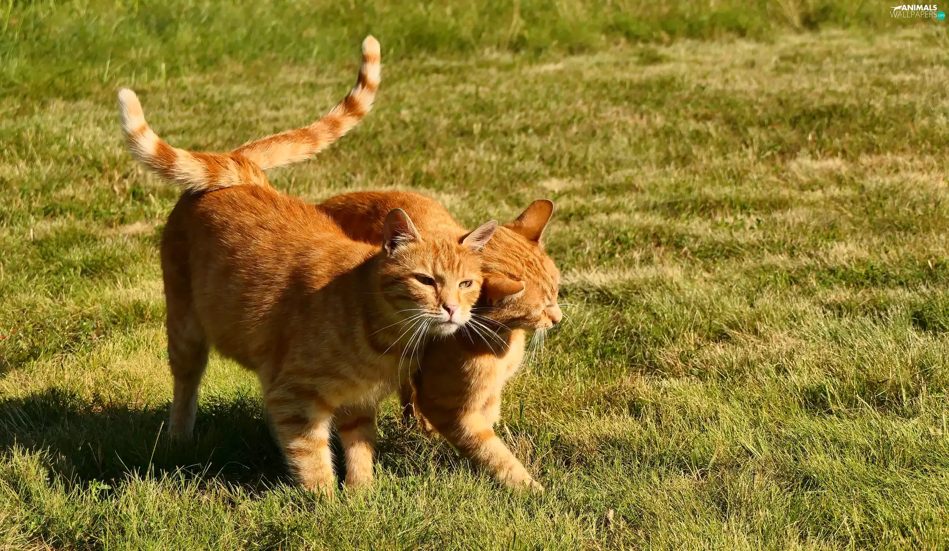 red head, cats, Two cars