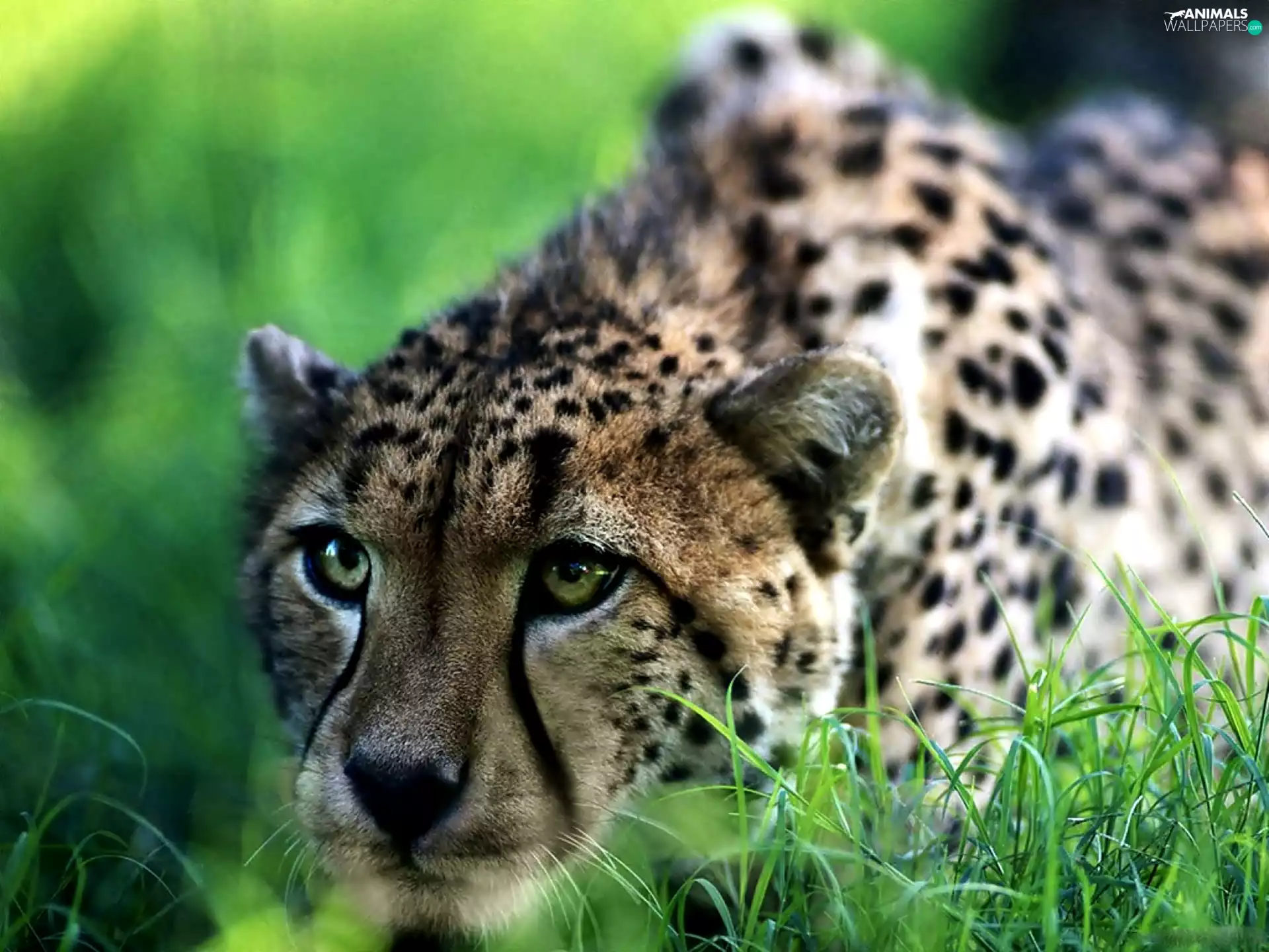 Cheetah, grass, hunting, Head