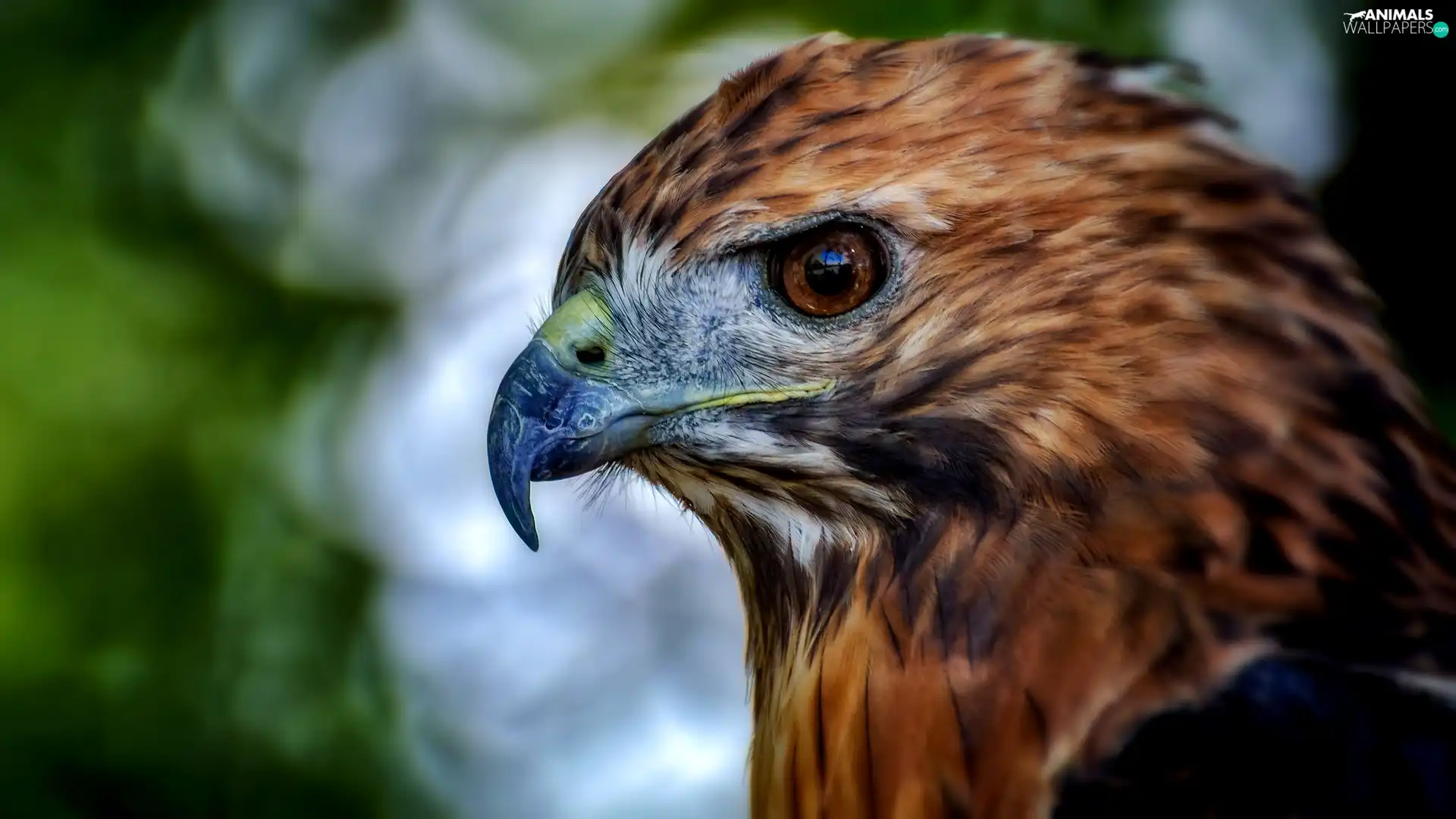 profile, Eagle Front, Head