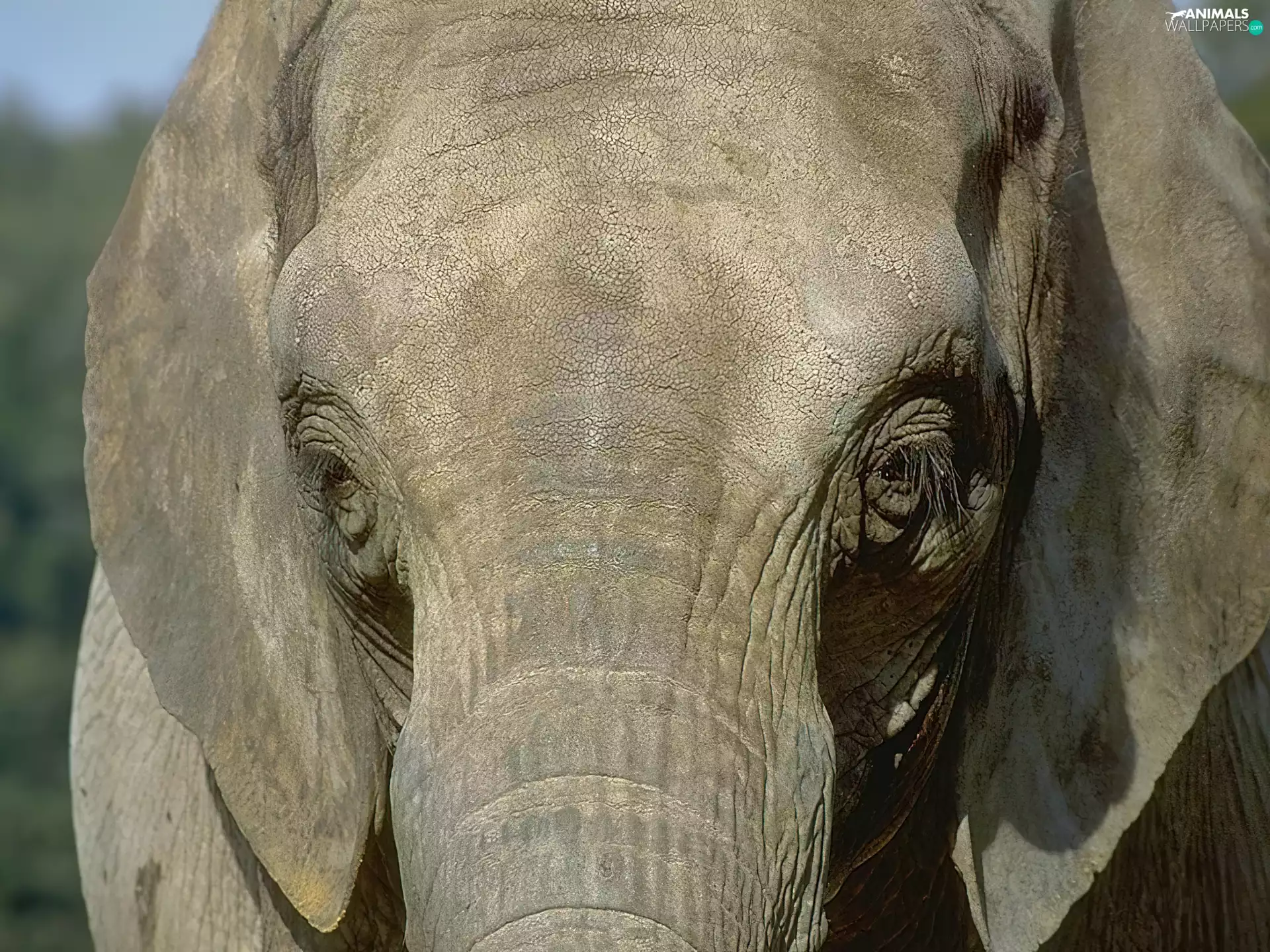 Head, elephant