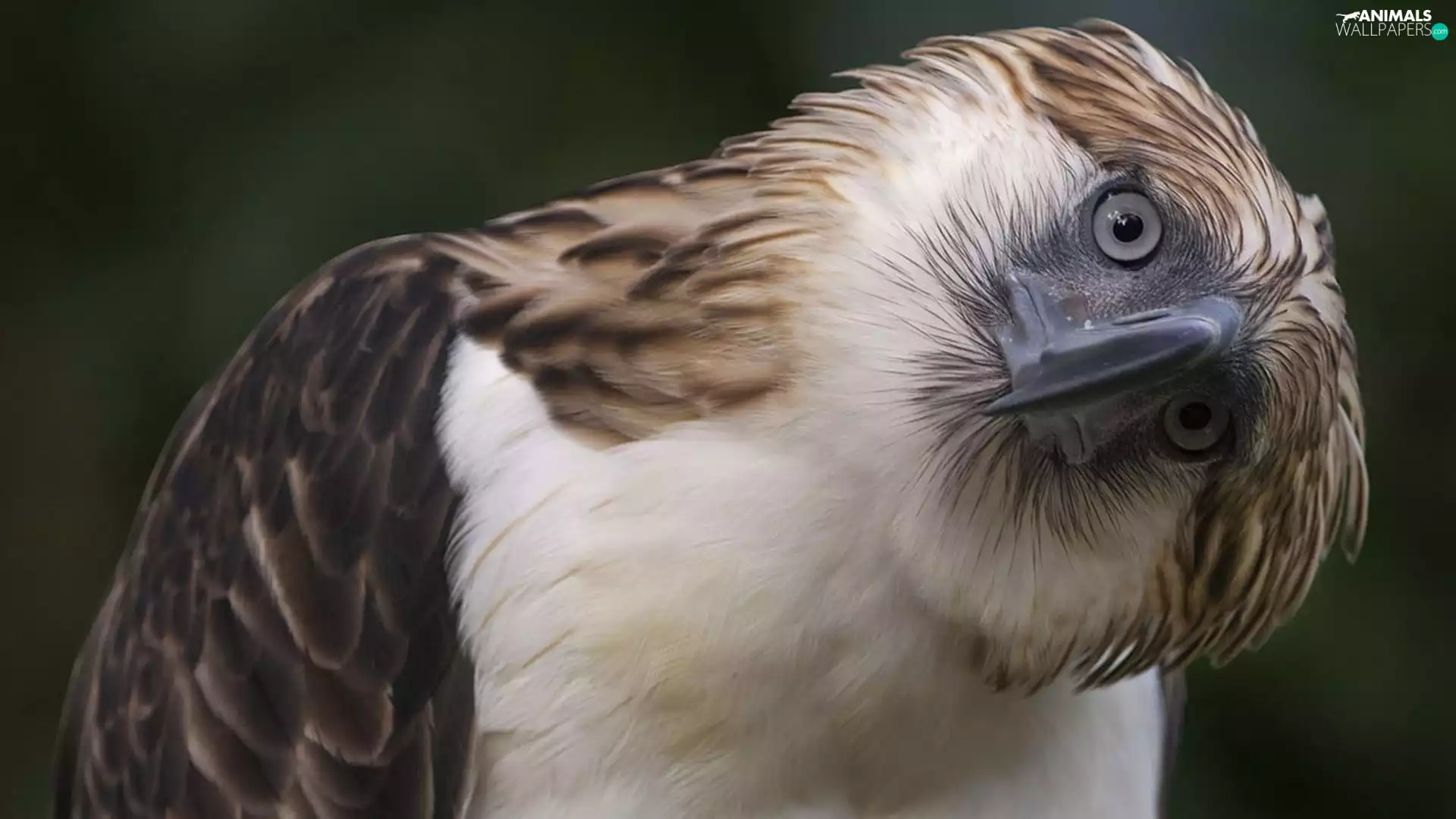 inclined, Head, Eyes, nose, buzzard