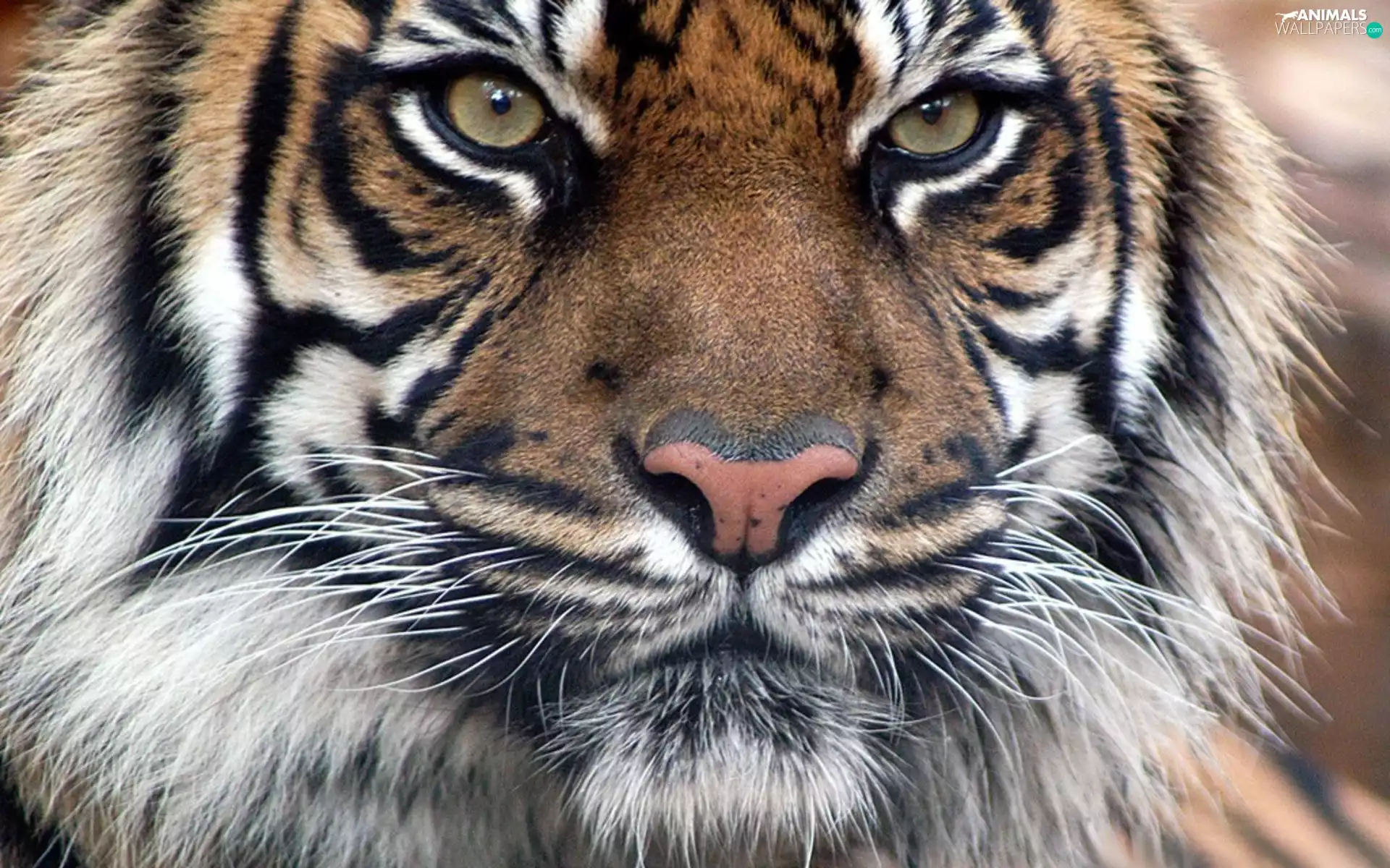 head, tiger, Eyes