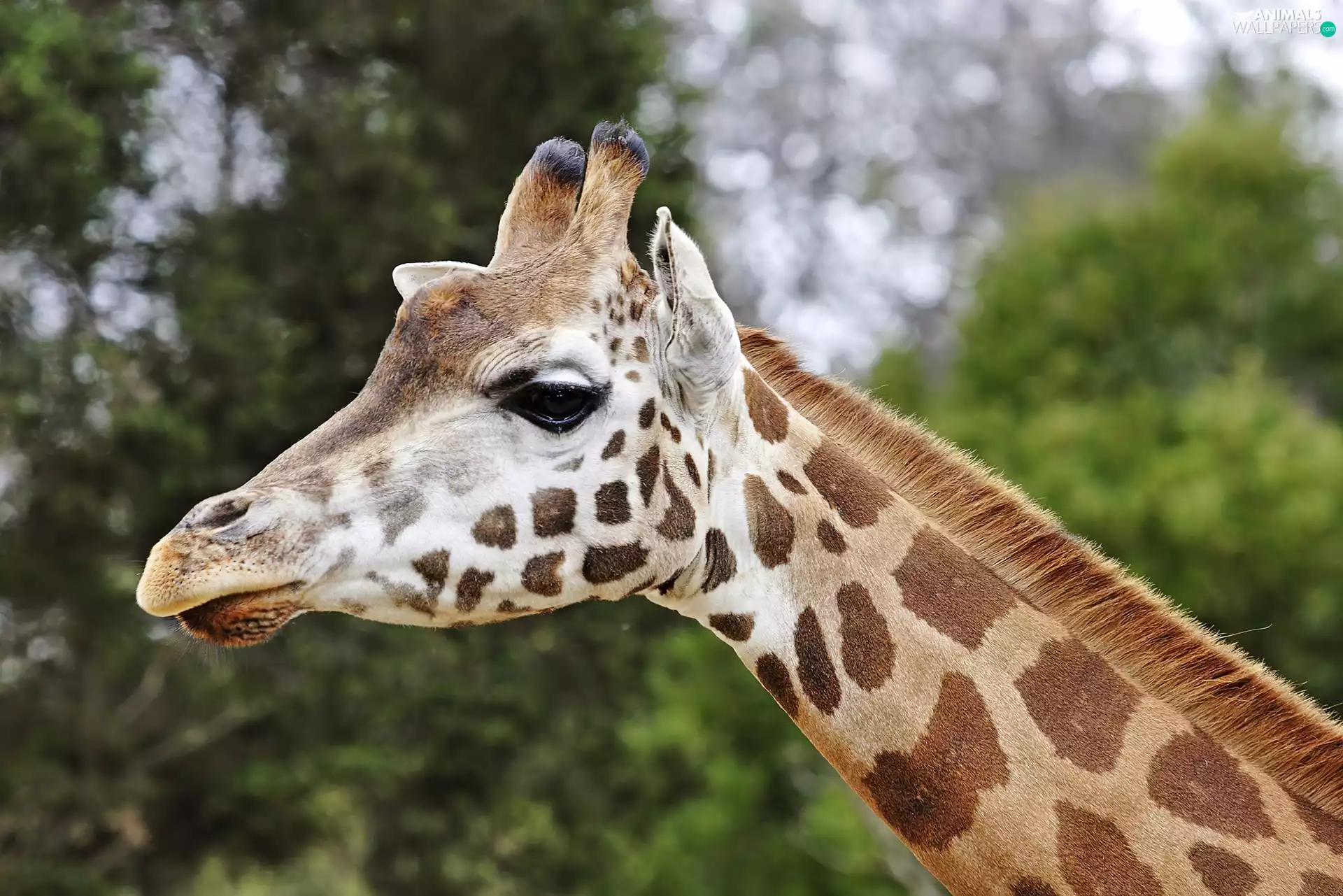 Head, giraffe