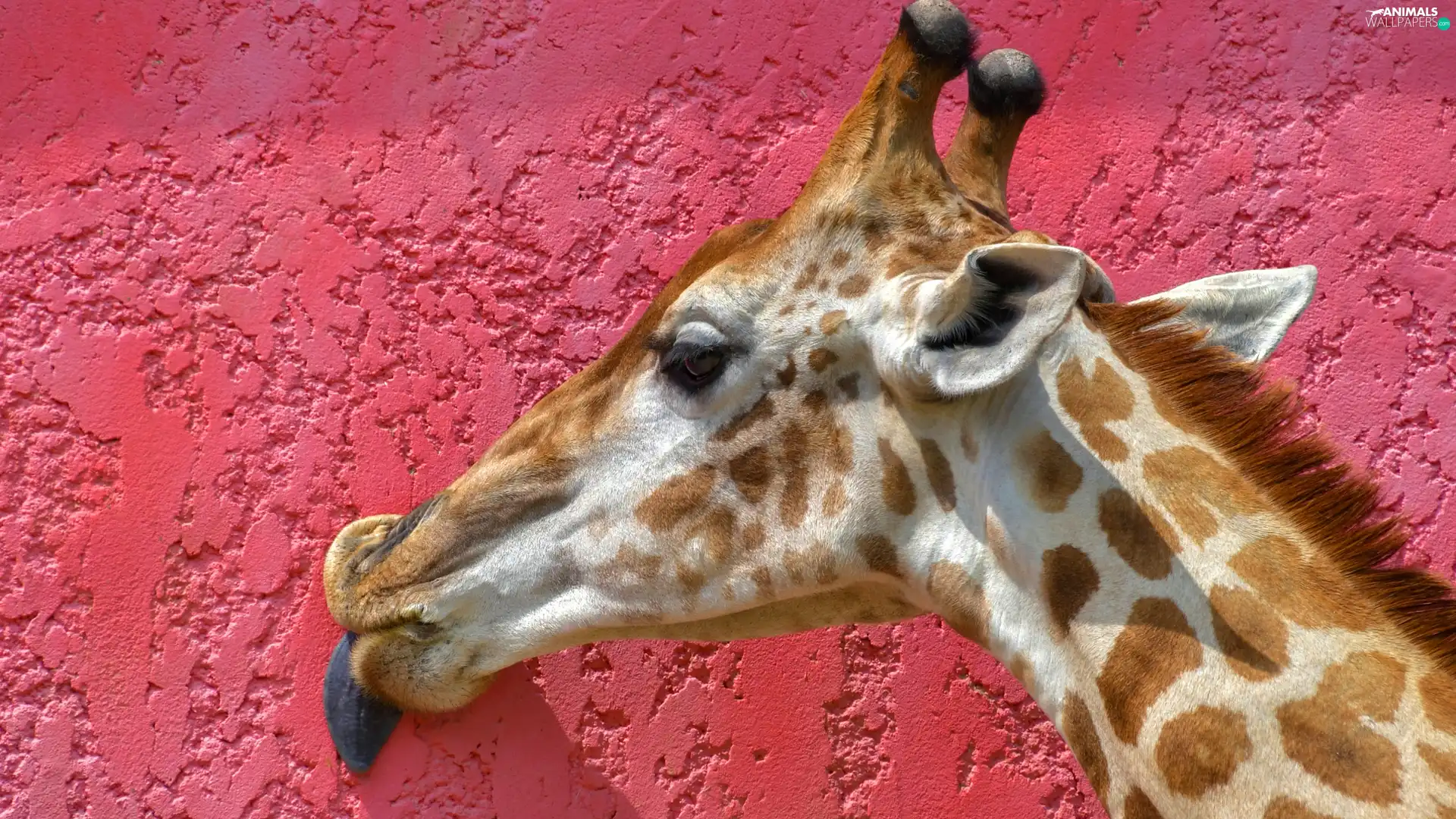 giraffe, Tounge, wall, Head