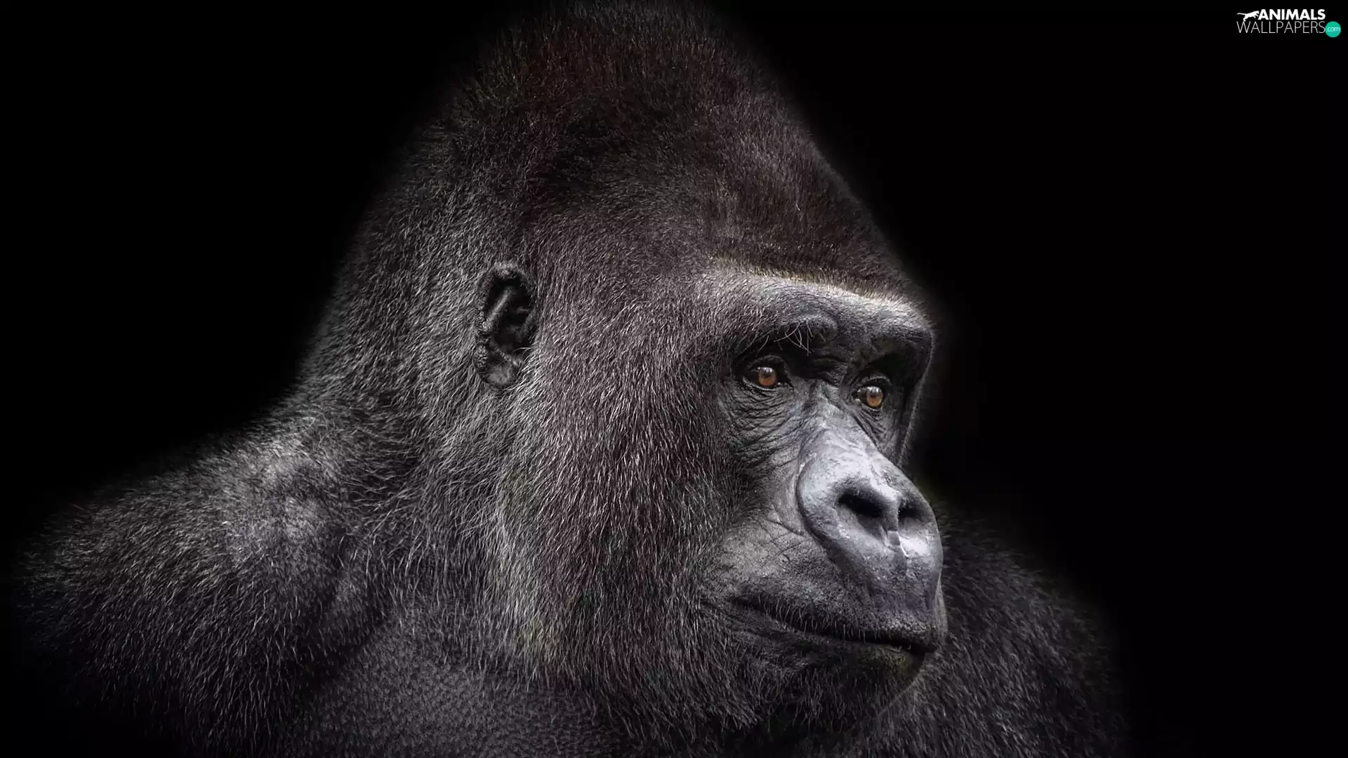 Head, Monkey, gorilla