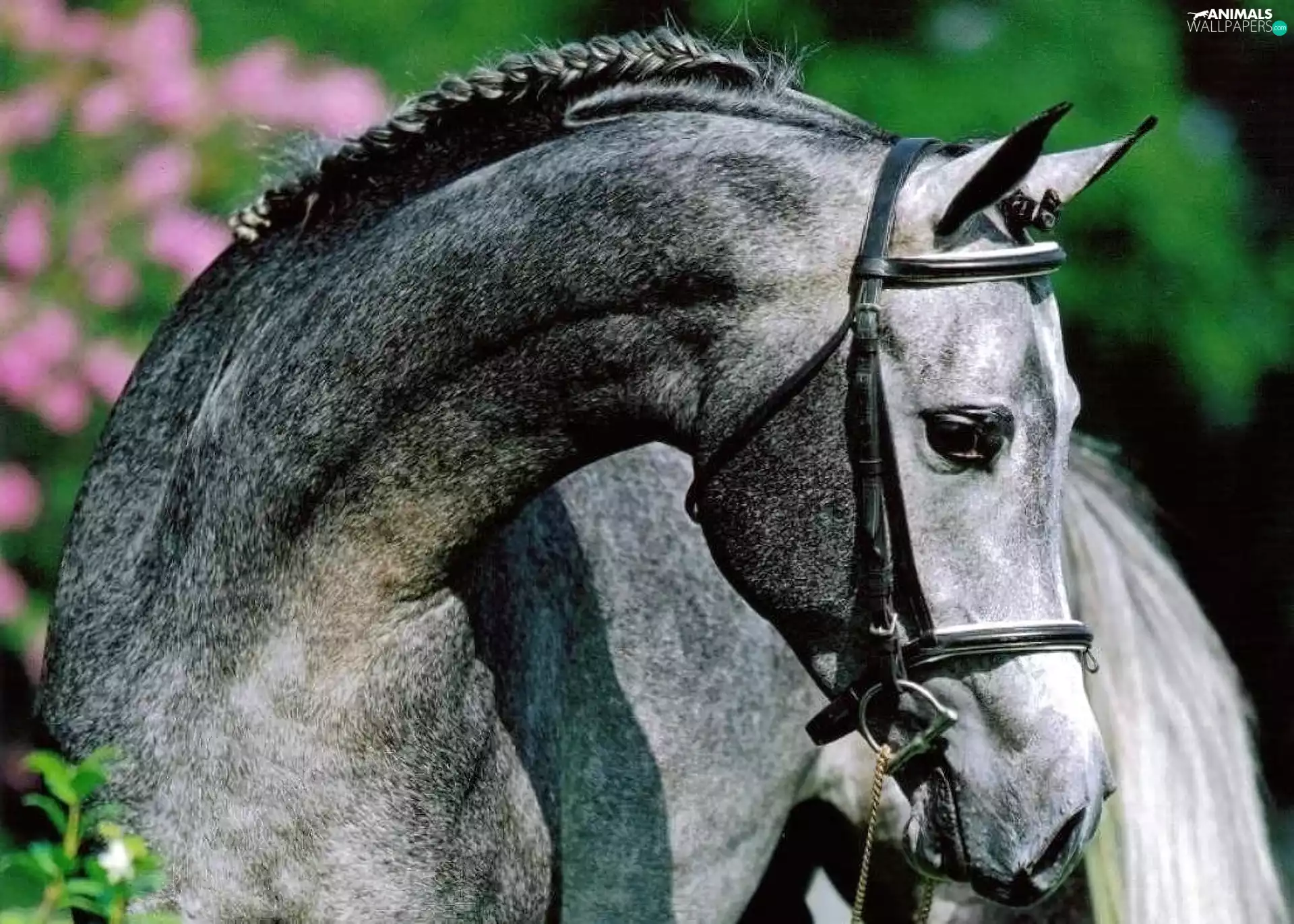 head, Horse, gray