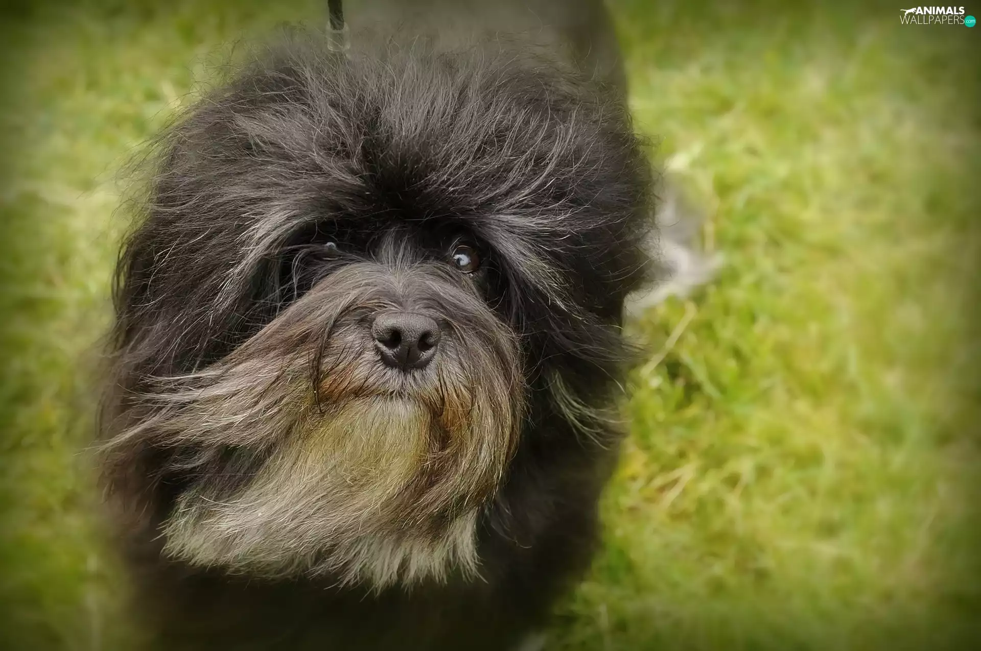 green, Lion boys, Head