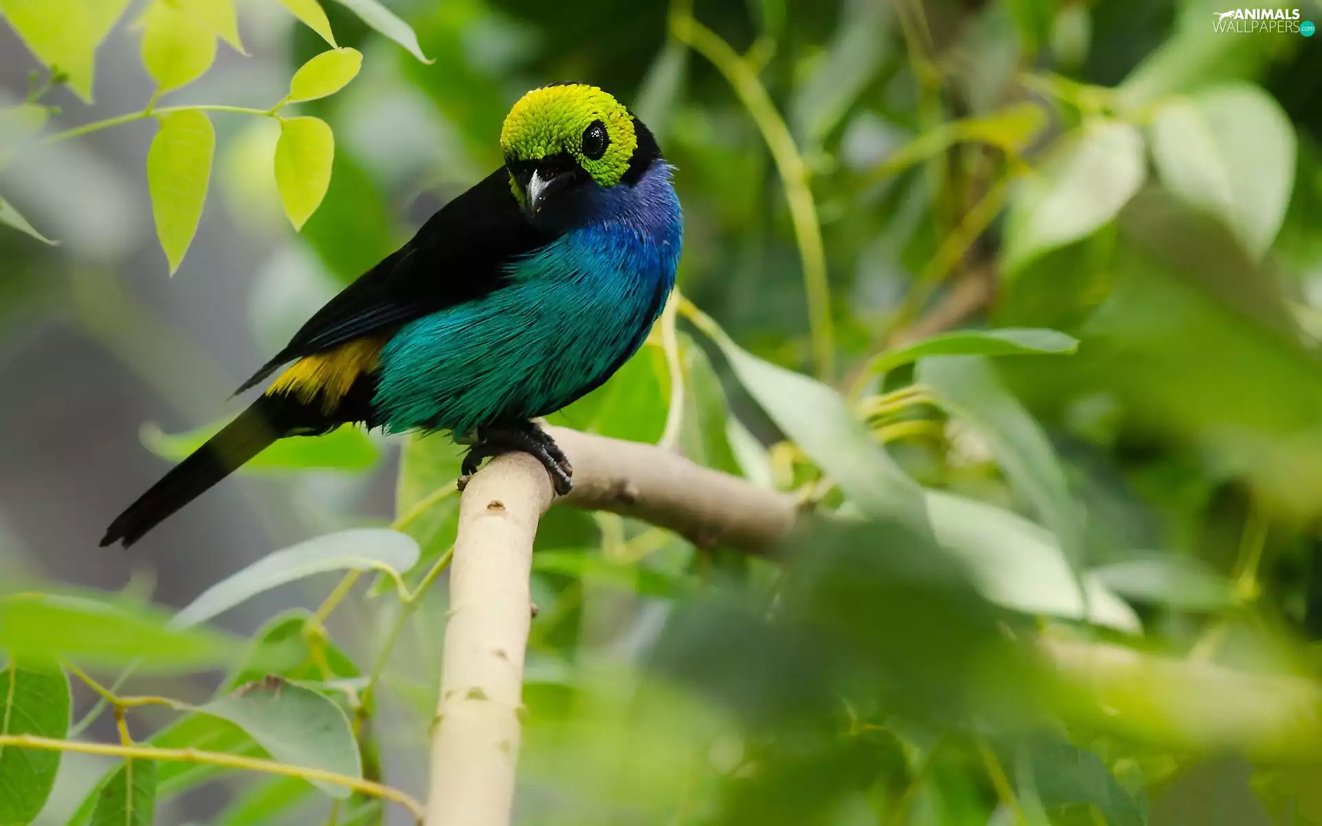 Green, head, heavenly, Tanager, Bird