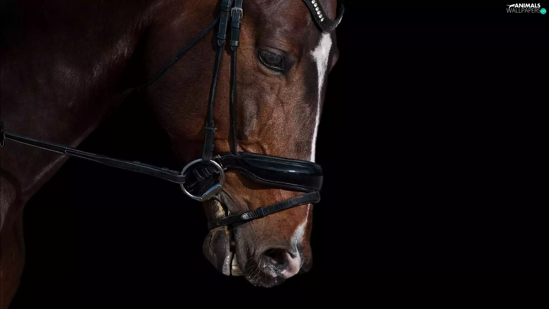 Horse, bridle, bit, head