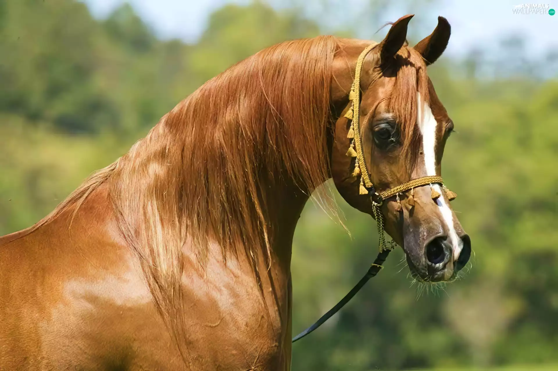 Horse, Arab, bridle, head