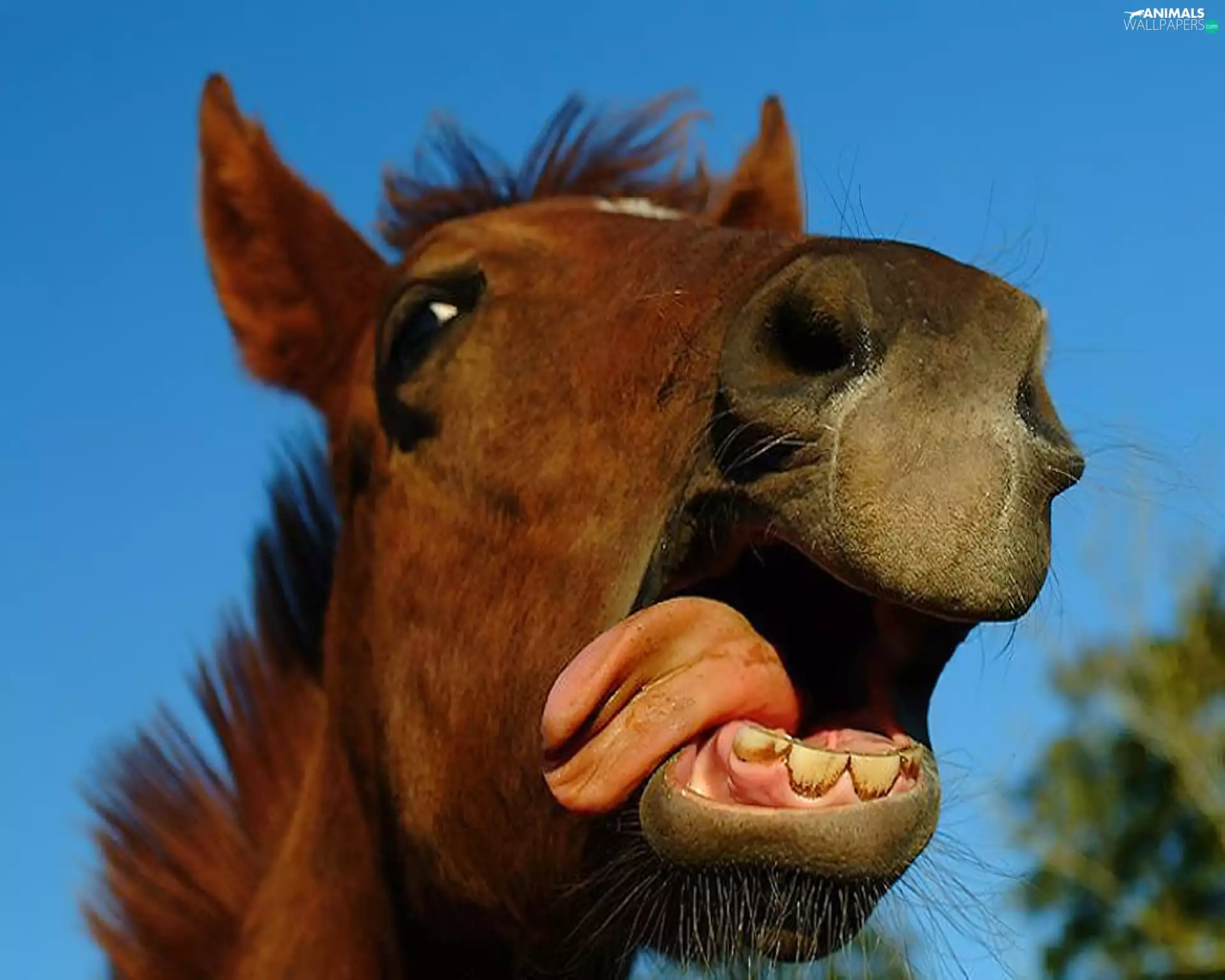 Horse, Tounge, Teeth, Head
