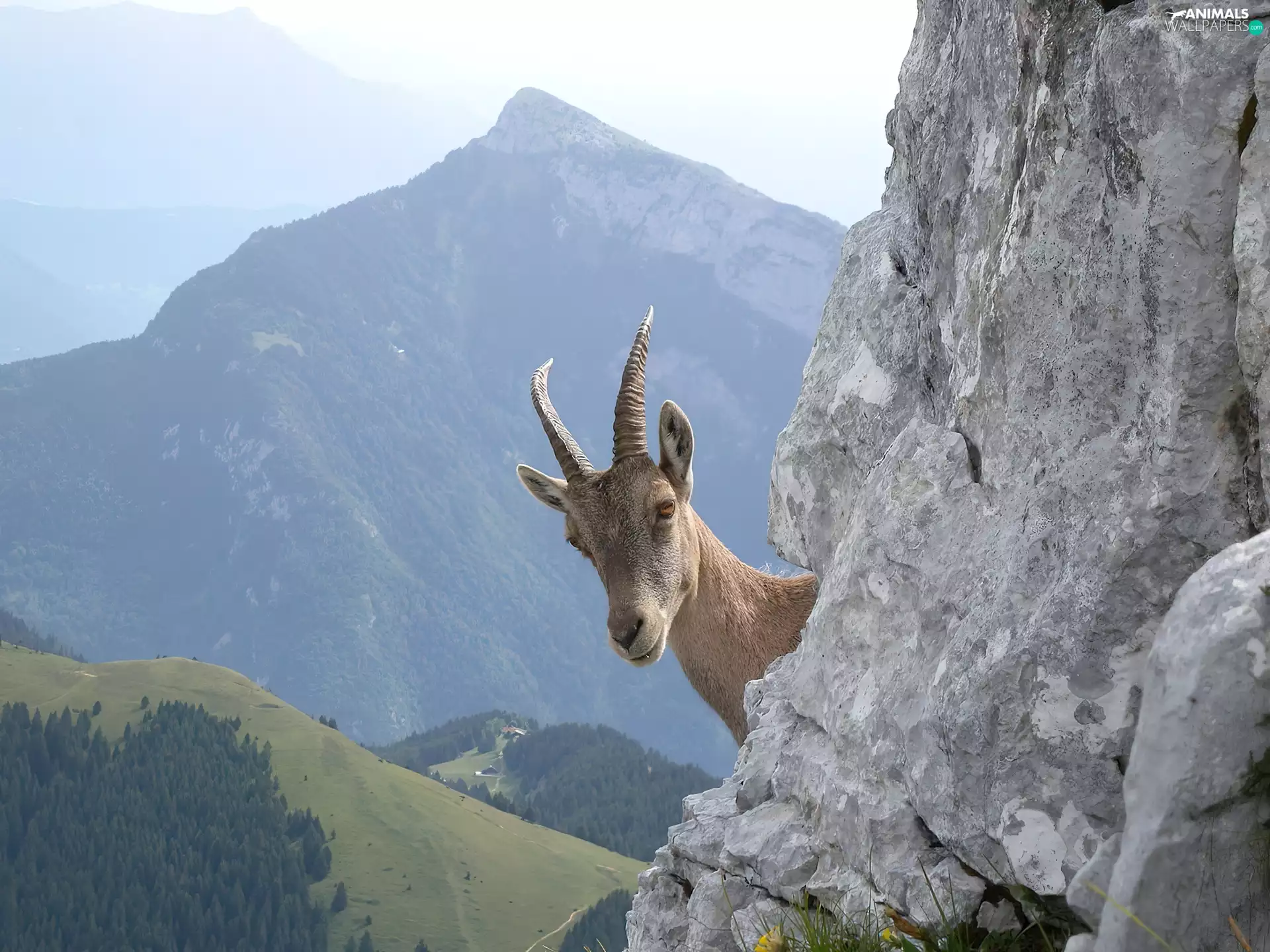 ibex, Rocks, Mountains, Head