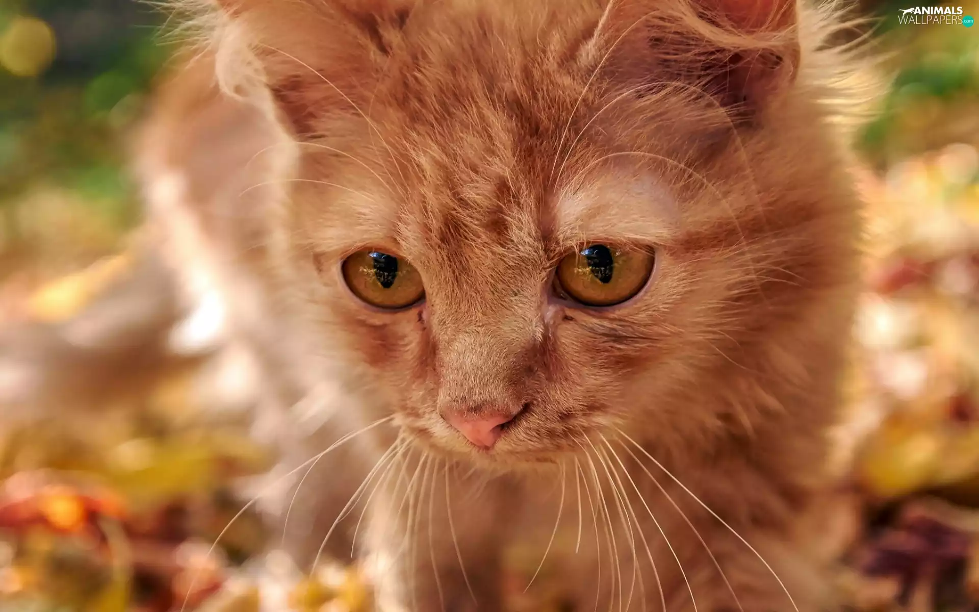 Head, ginger, kitten
