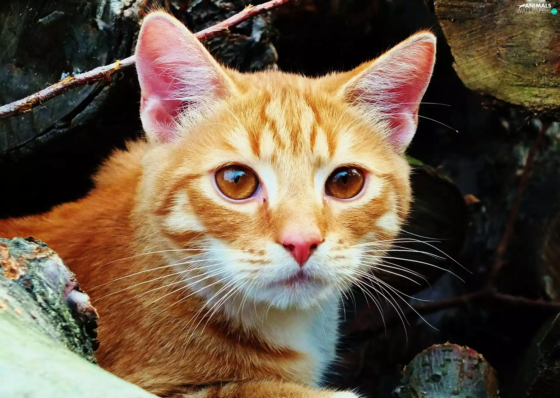 kitten, Eyes, moustache, Head