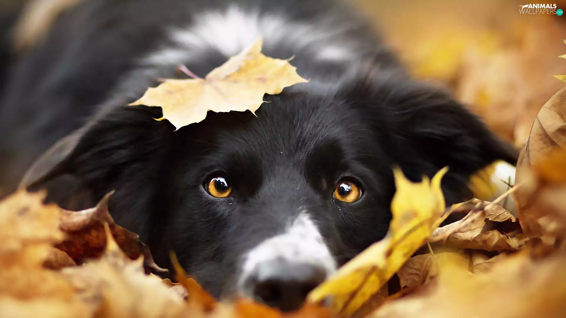 Leaf, Border Collie, Head