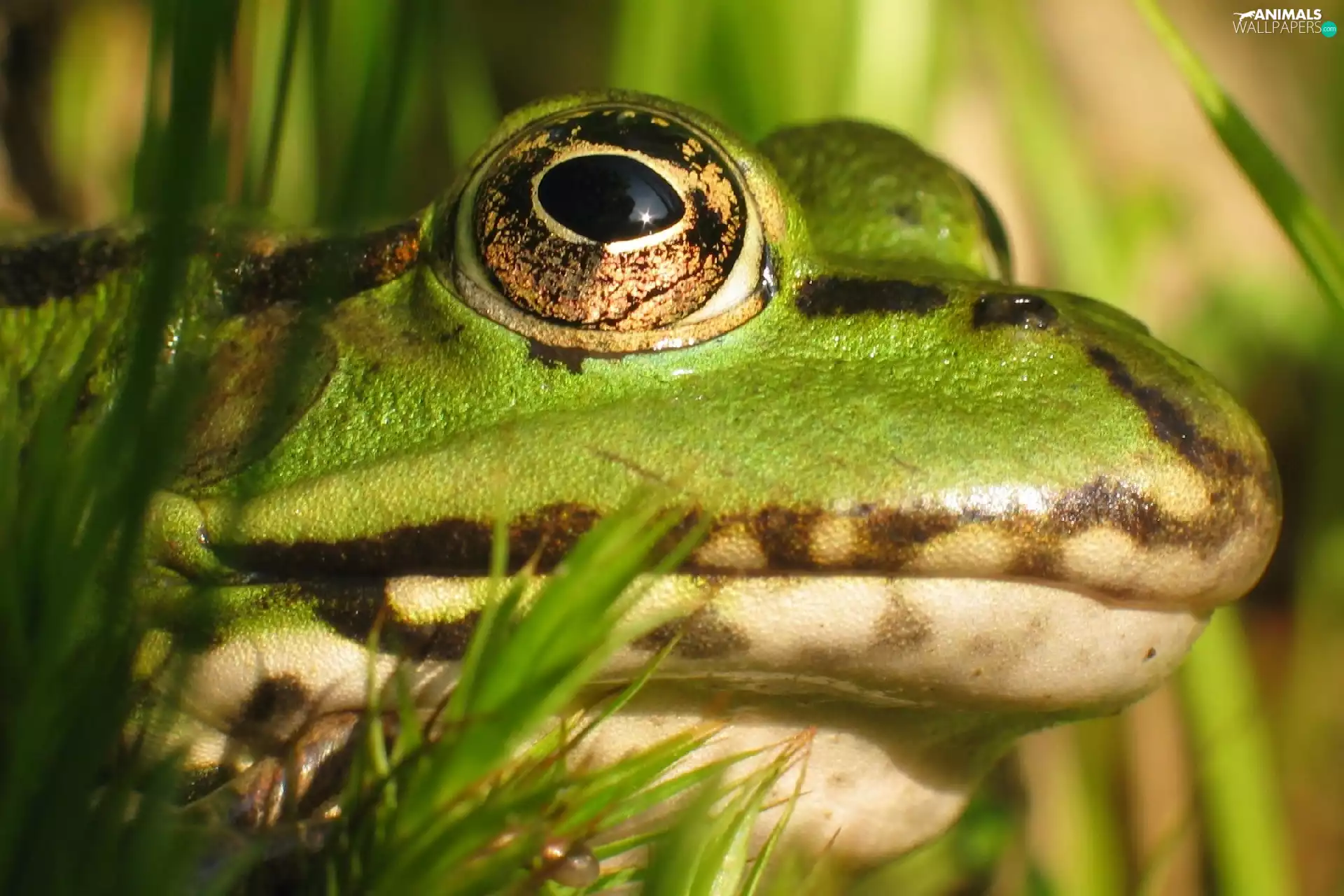Leaf, strange frog, Head