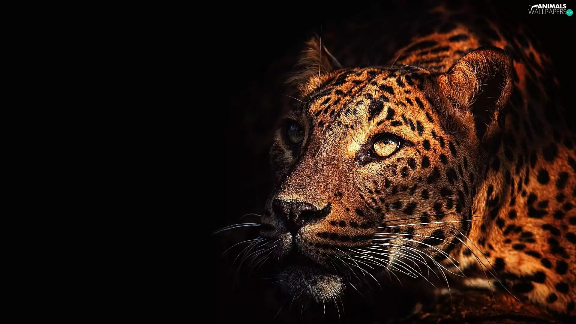 Leopards, Black, background, Head