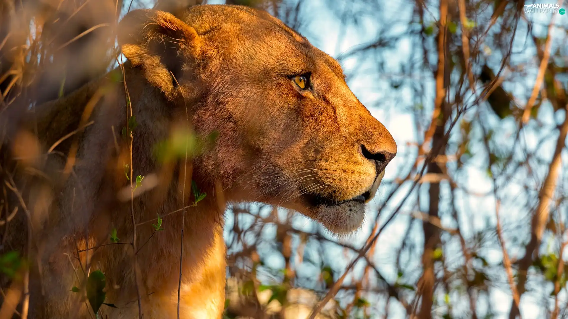 Lioness, profile, rapprochement, Head