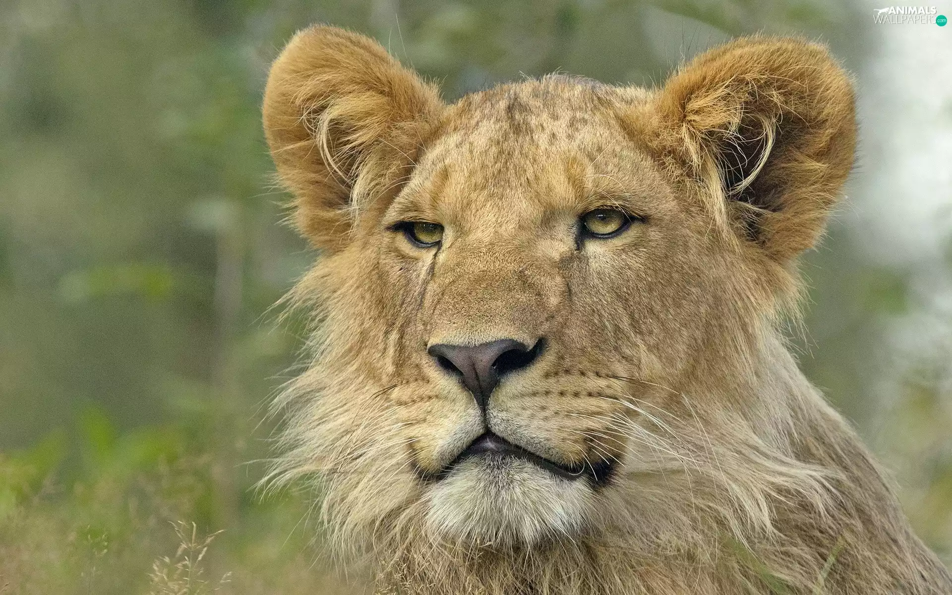 Head, lioness