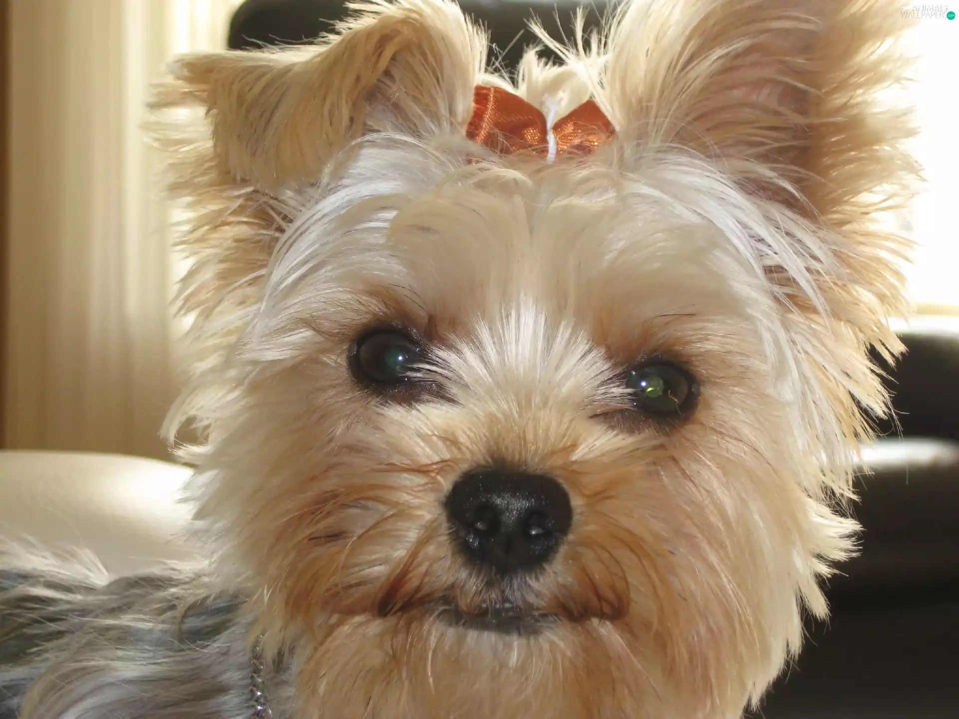 Loop, Yorkshire Terrier, Head