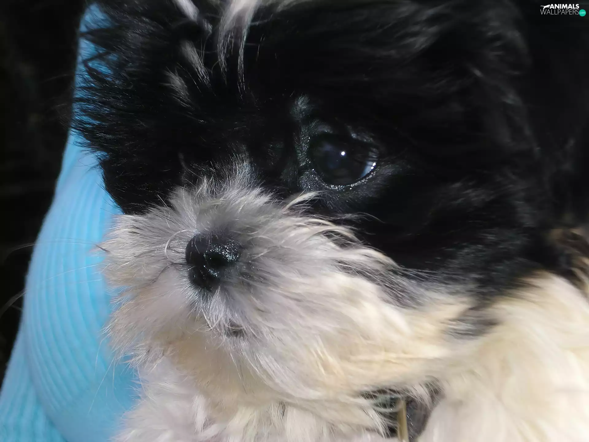 Head, doggy, Maltipoo