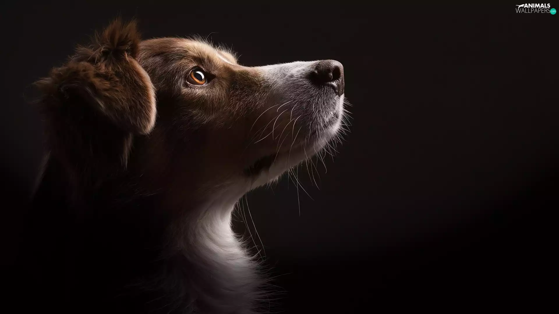 dog, Head, muzzle, Border Collie