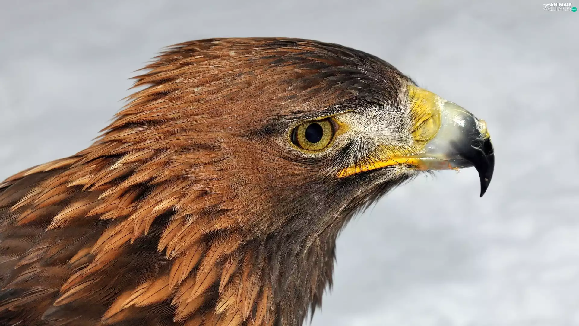 nose, Eagle Front, Head