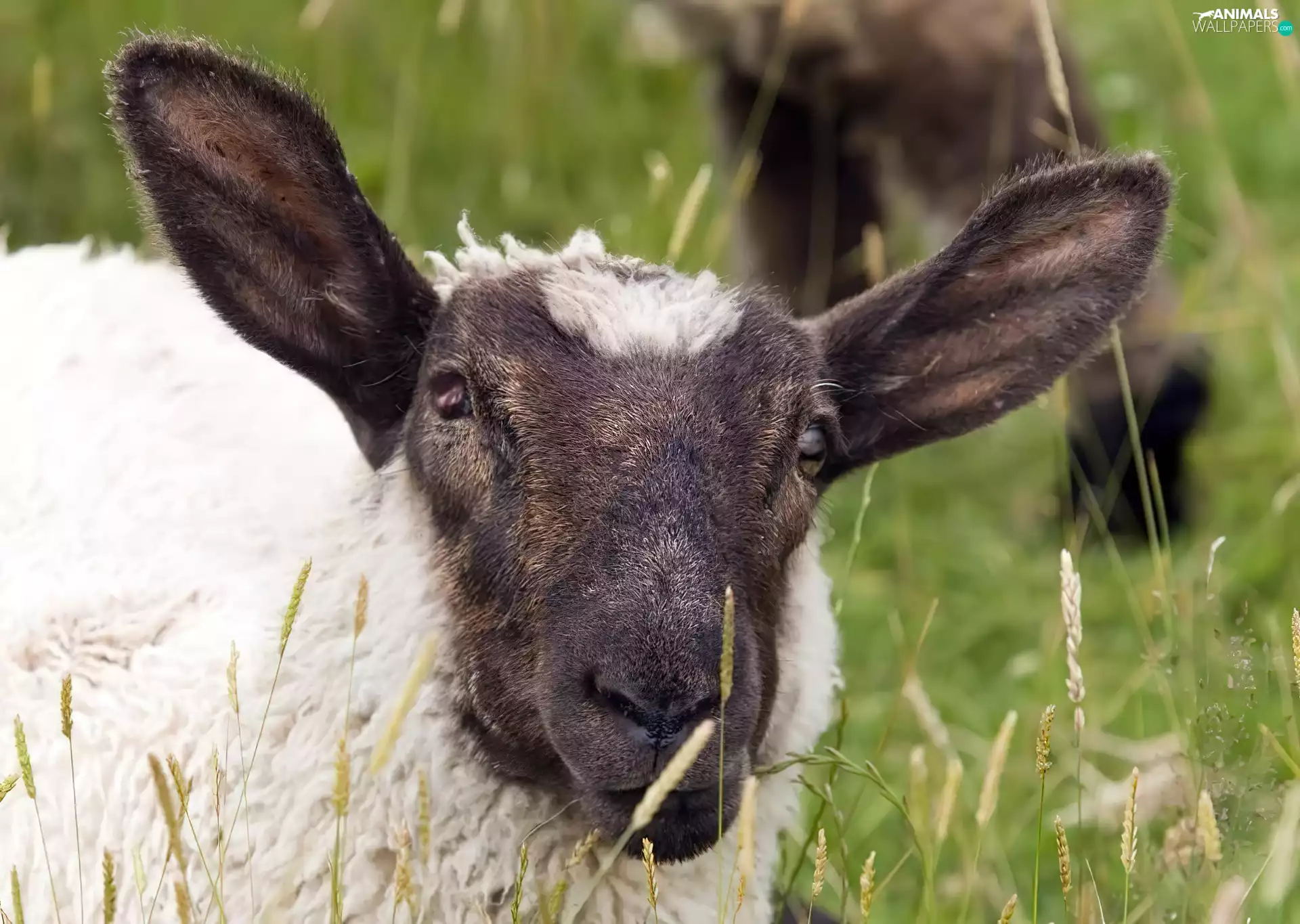 pasture, sheep, Black-head