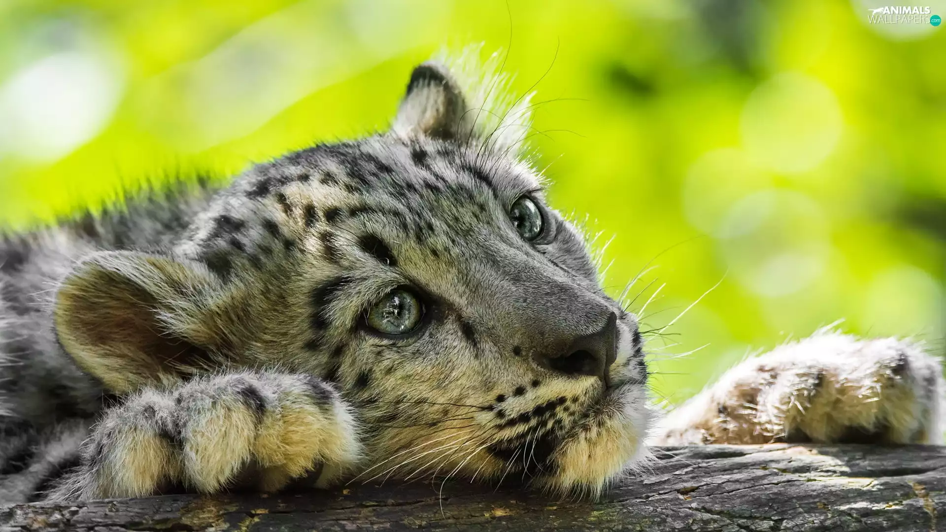 paws, snow leopard, Head