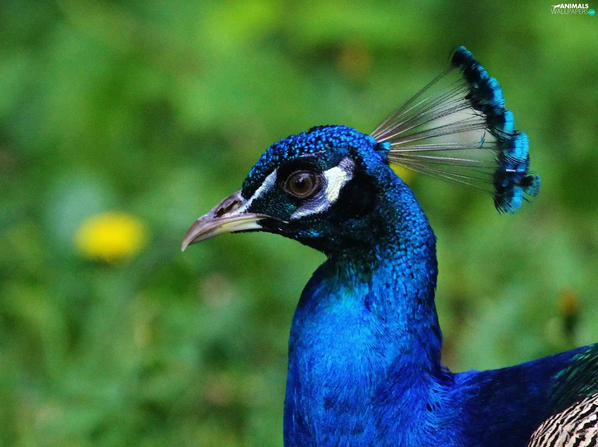 peacock, eye, nose, head