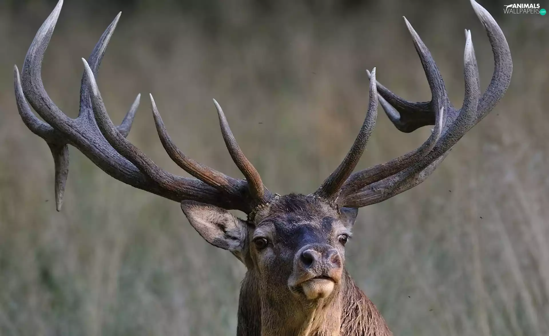 portrait, deer, horns, Head