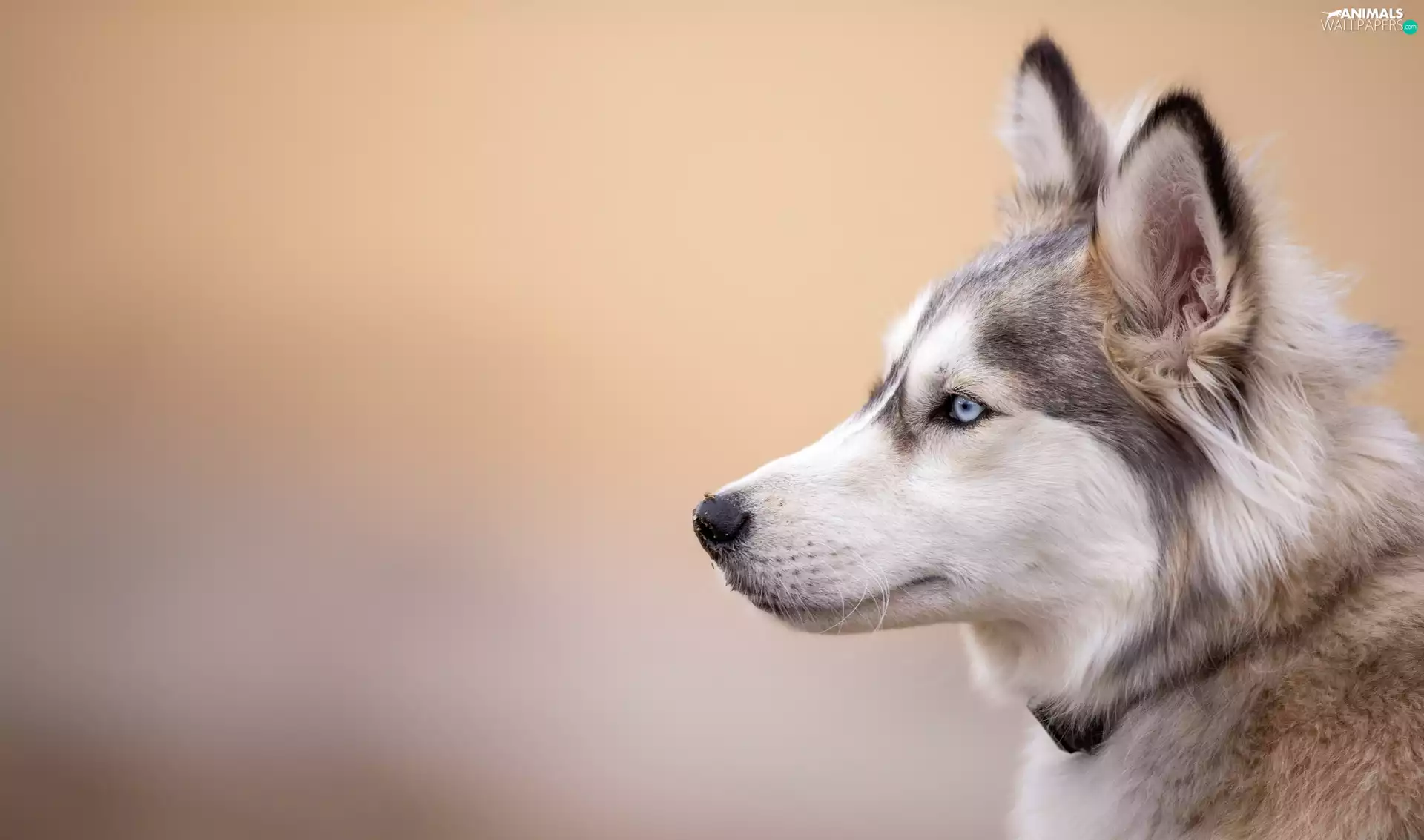 dog, Head, profile, Siberian Husky
