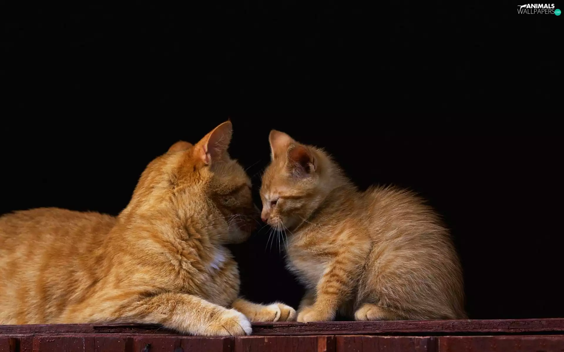 Big, small, red head, cats, Two cars