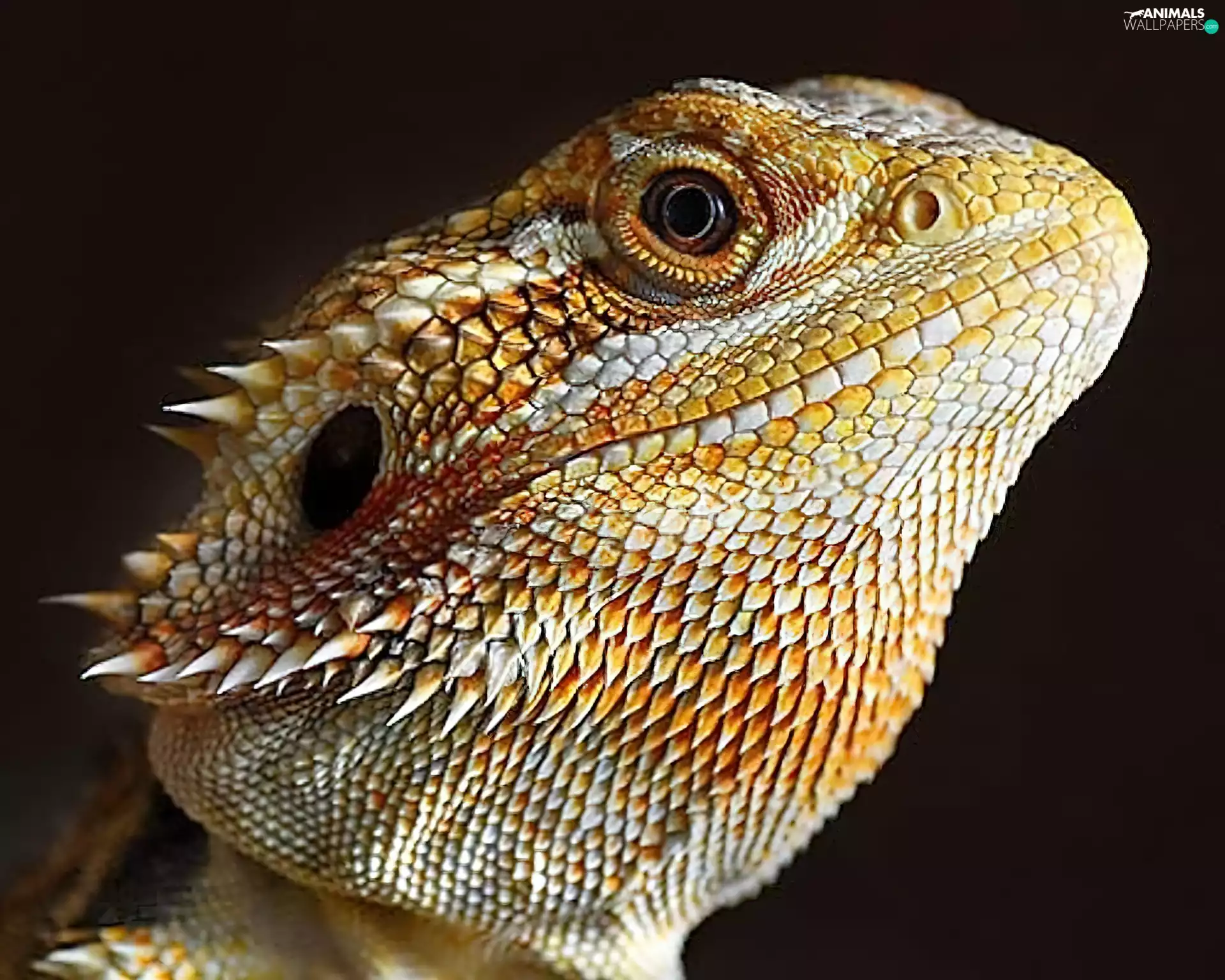 Head, Agama, reptile