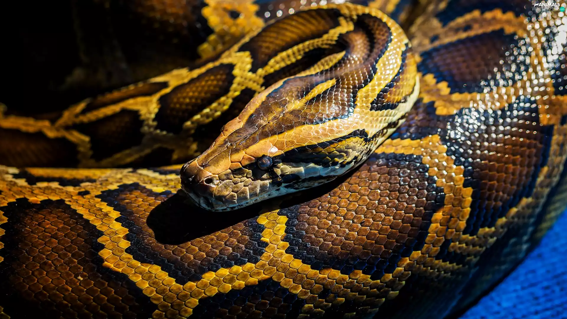 Snake, Head, scales, Reticulated Python