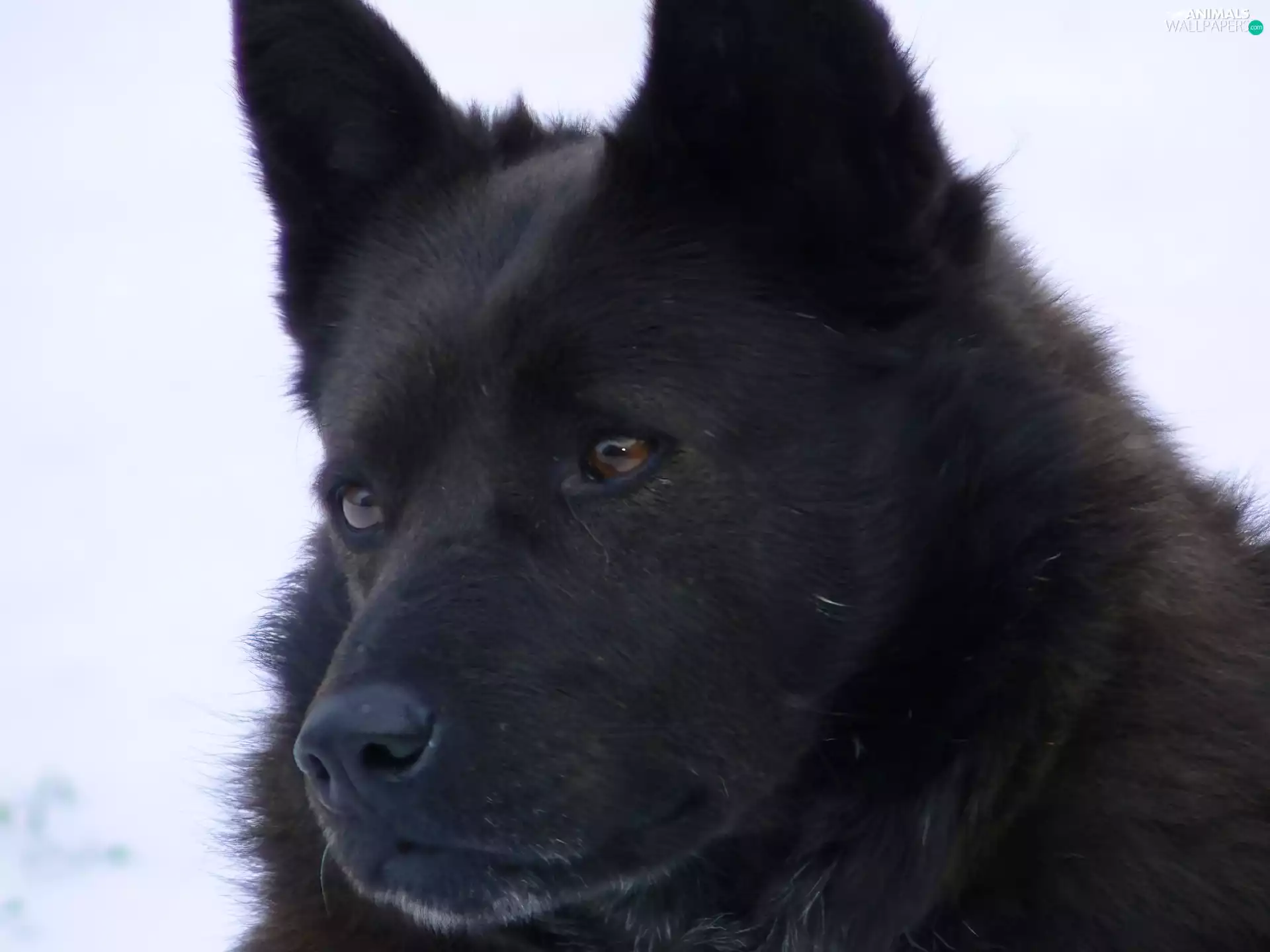 Head, Schipperke