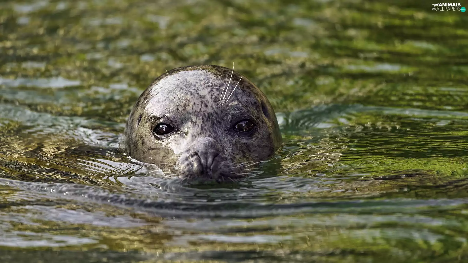 Head, water, seal