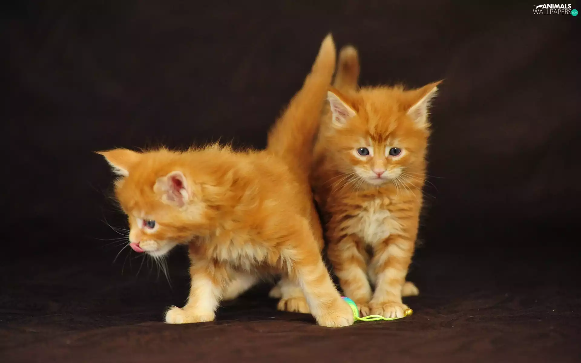 Two cars, red head, puss, sweet