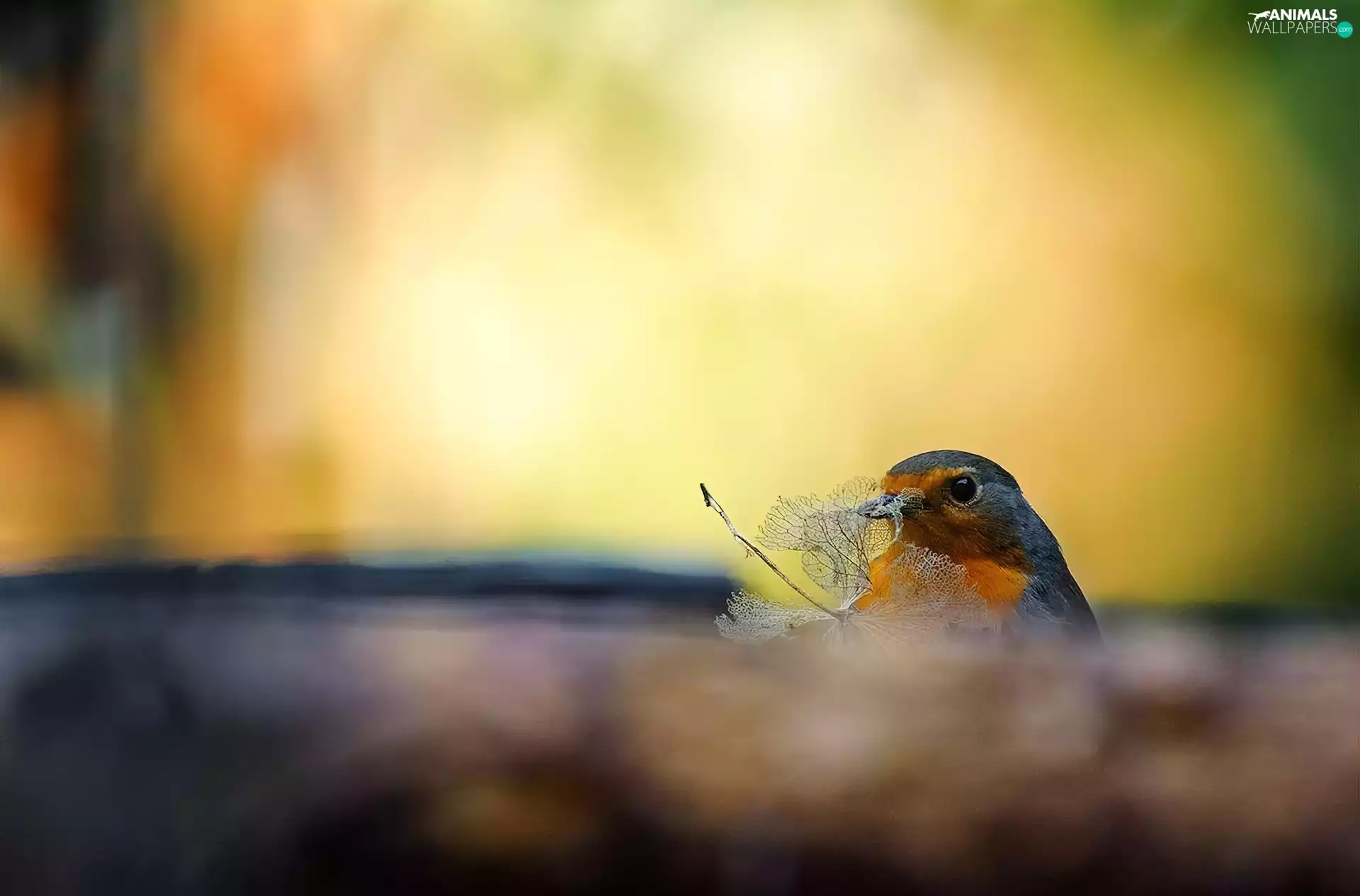 The herb, birdies, head