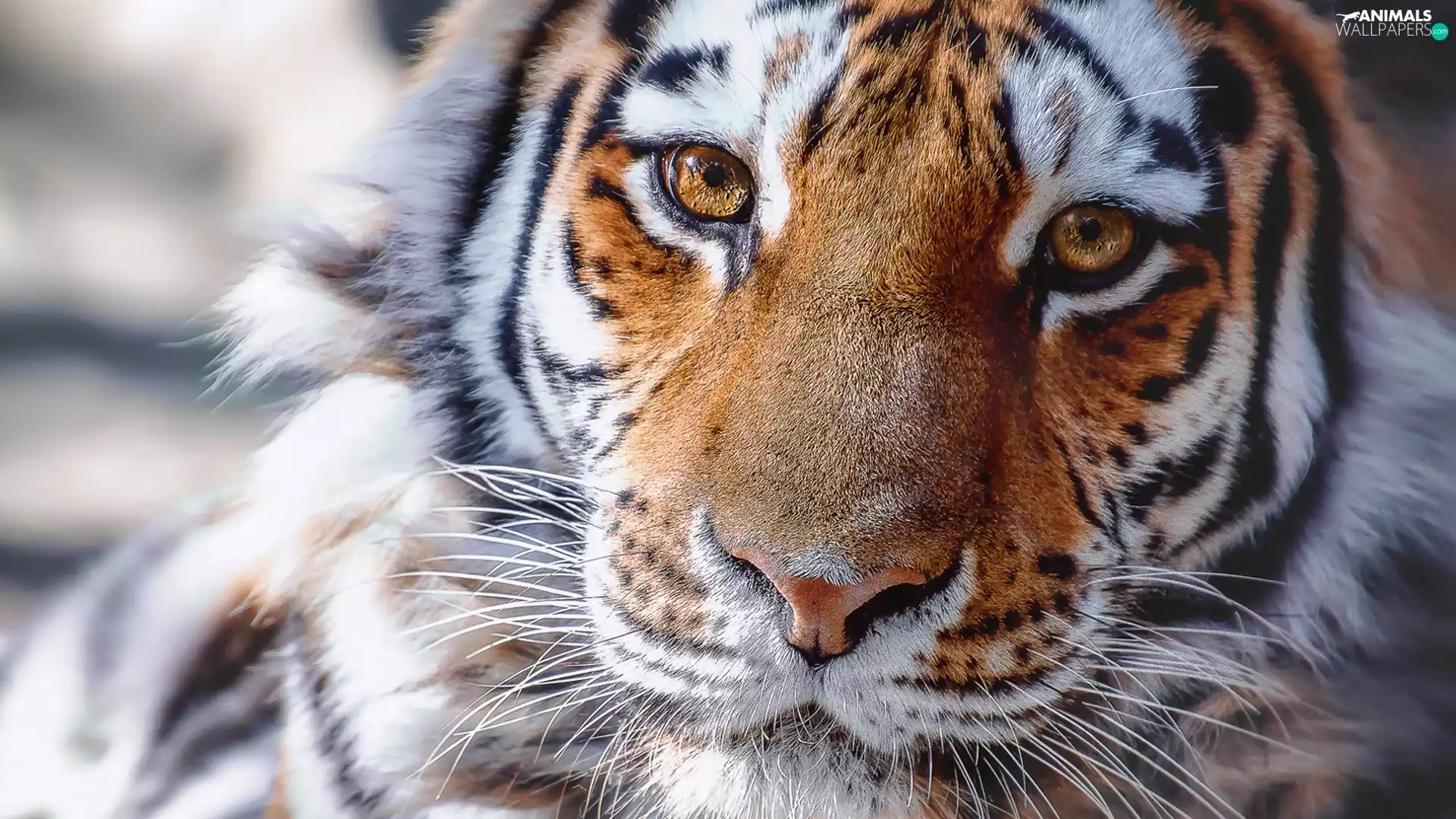 The look, tiger, Head