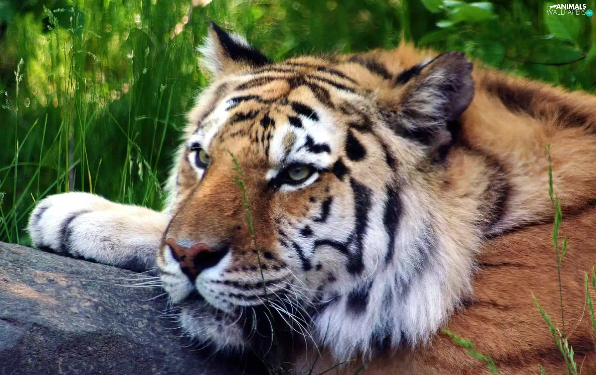 tiger, blades, grass, Head