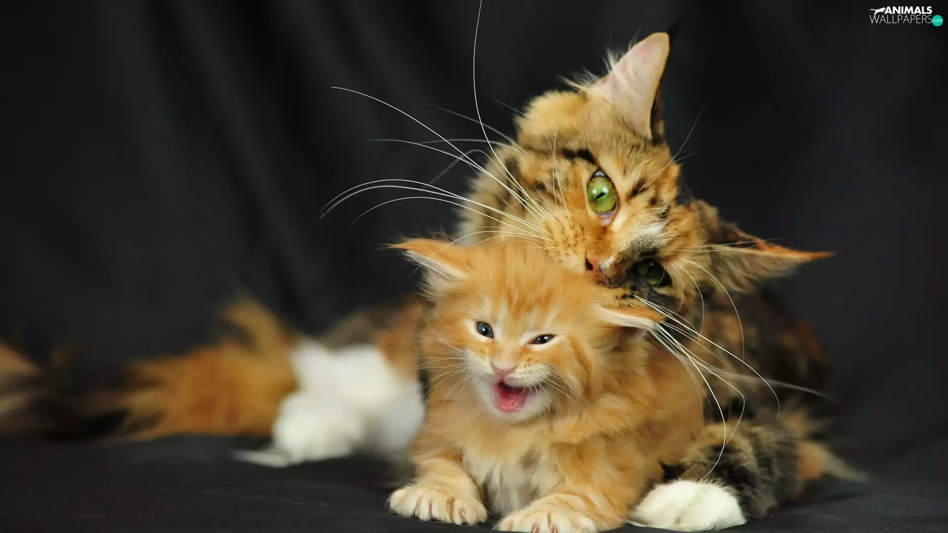 red head, Two cars, cats